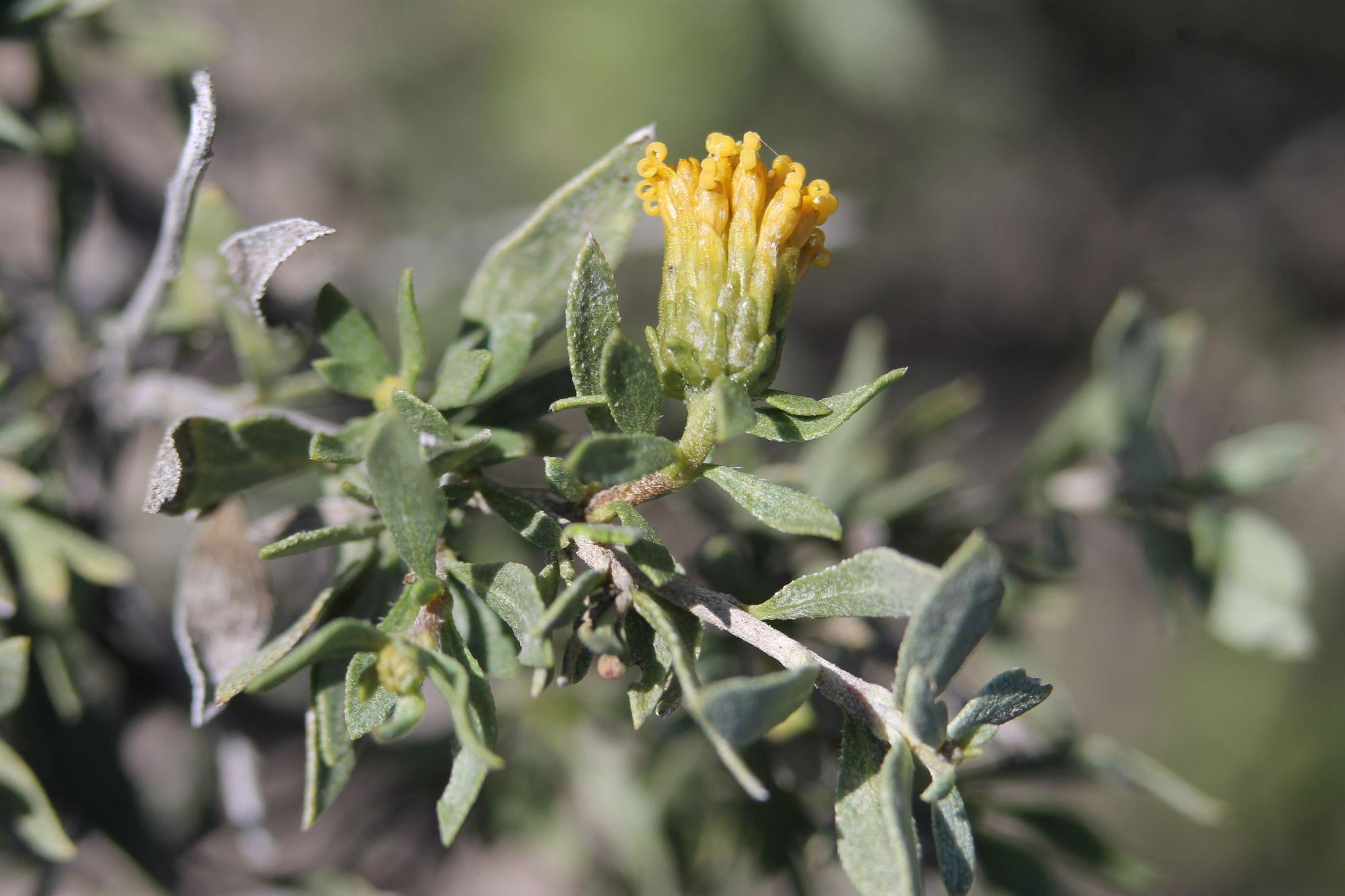 Flourensia cernua