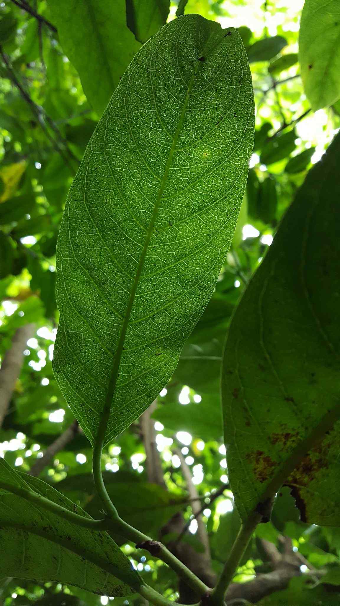 Flueggea neowawraea
