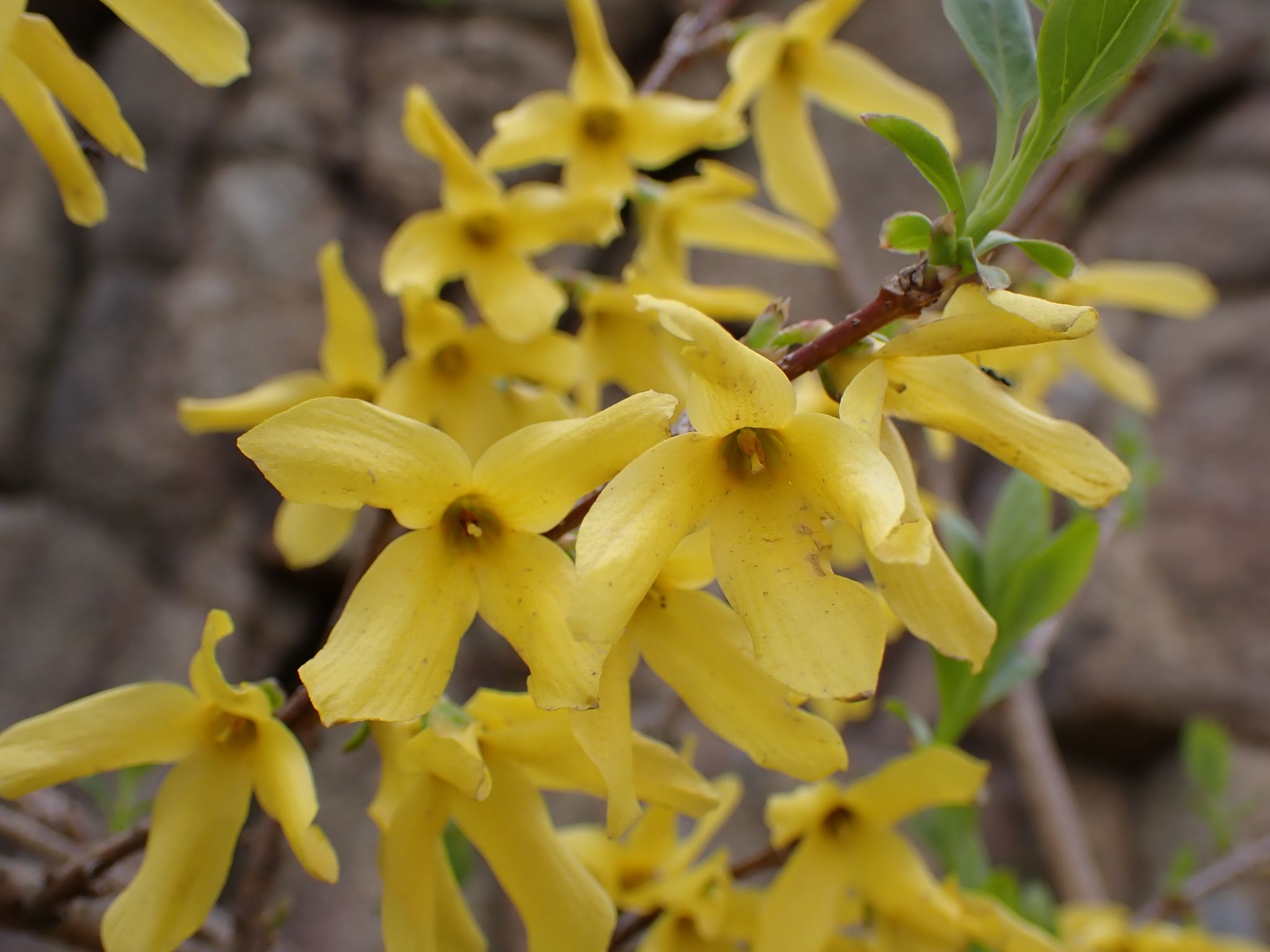 Forsythia koreana