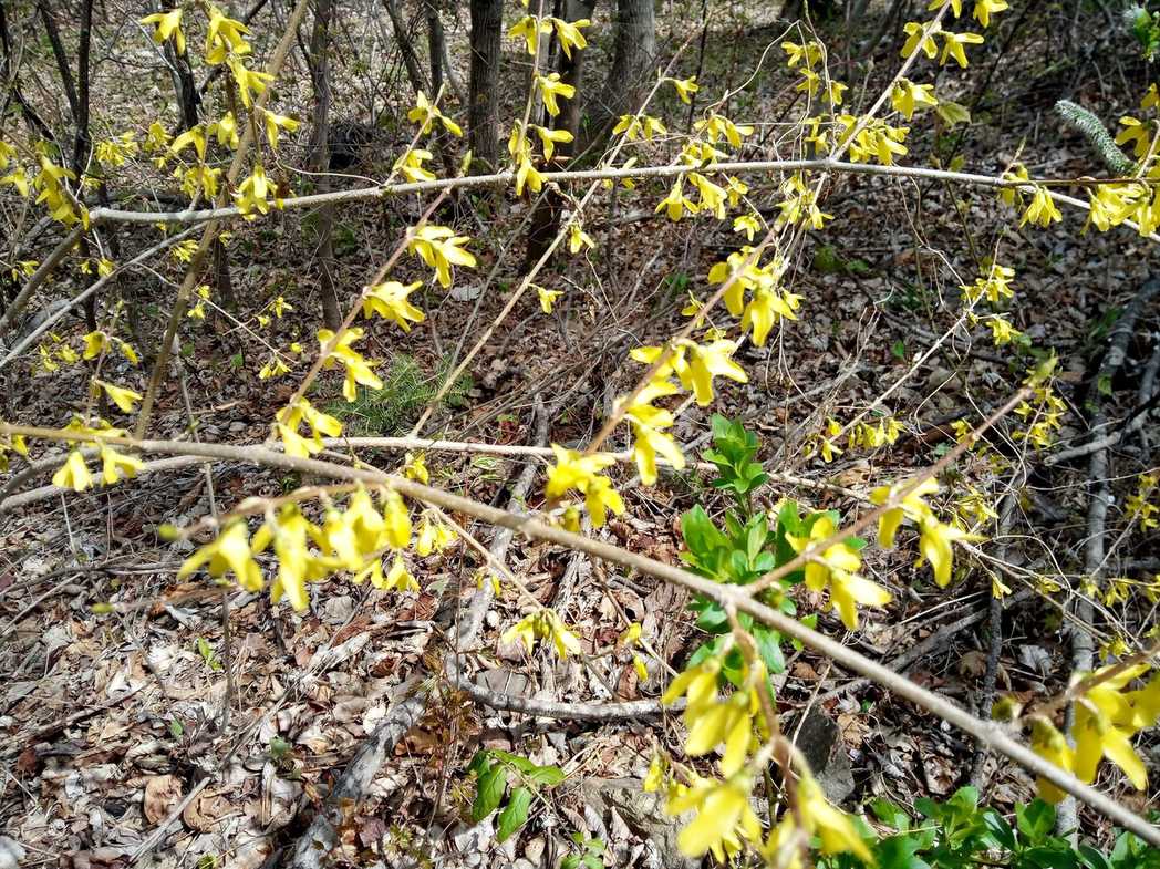 Forsythia ovata