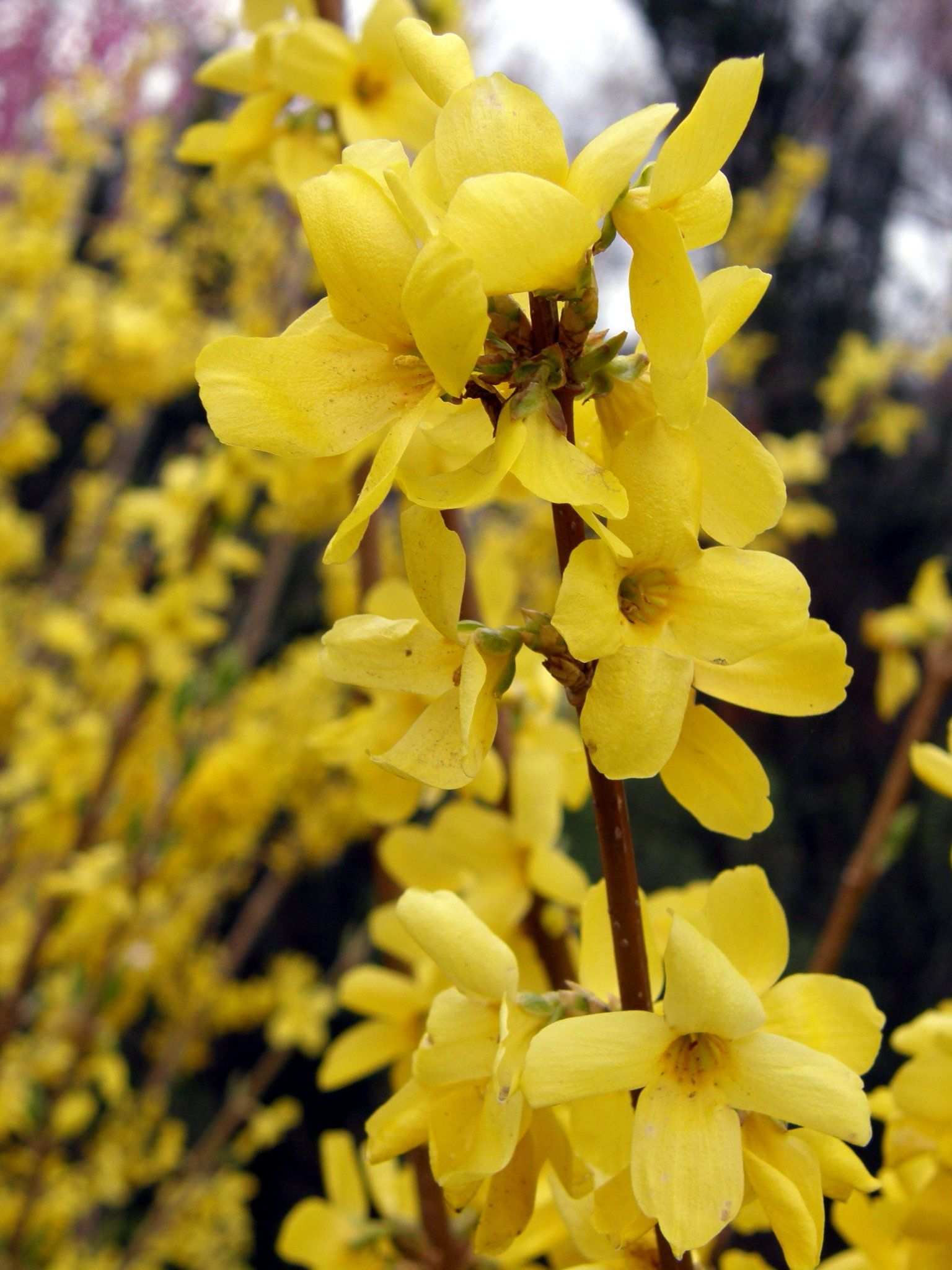 Forsythia suspensa