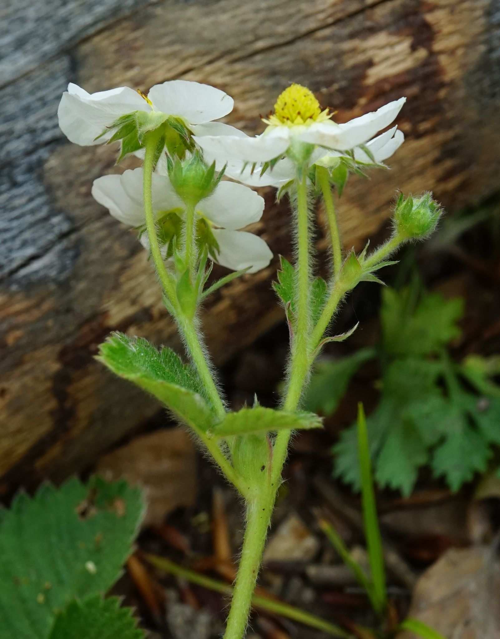 Fragaria moschata