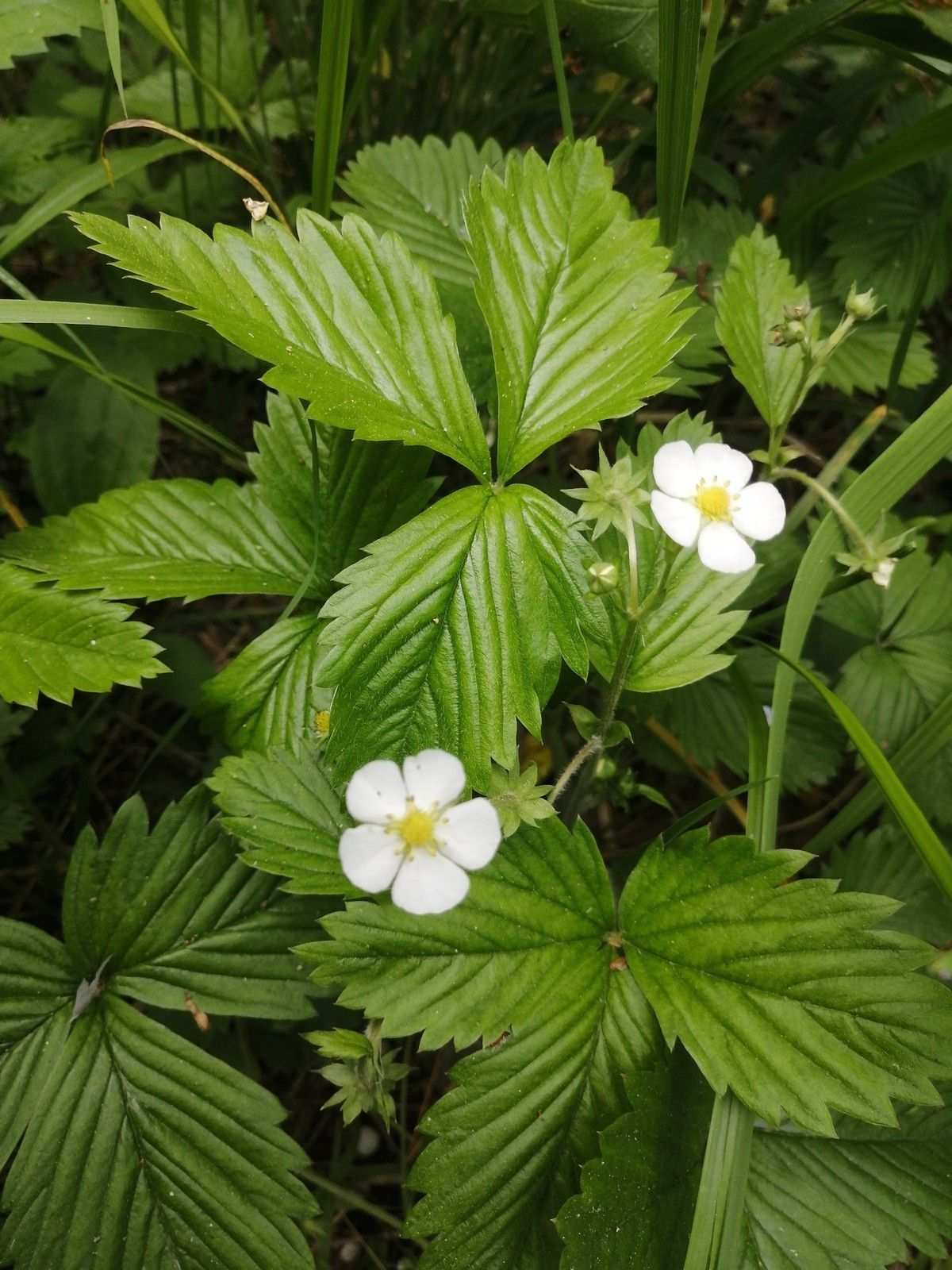 Fragaria vesca
