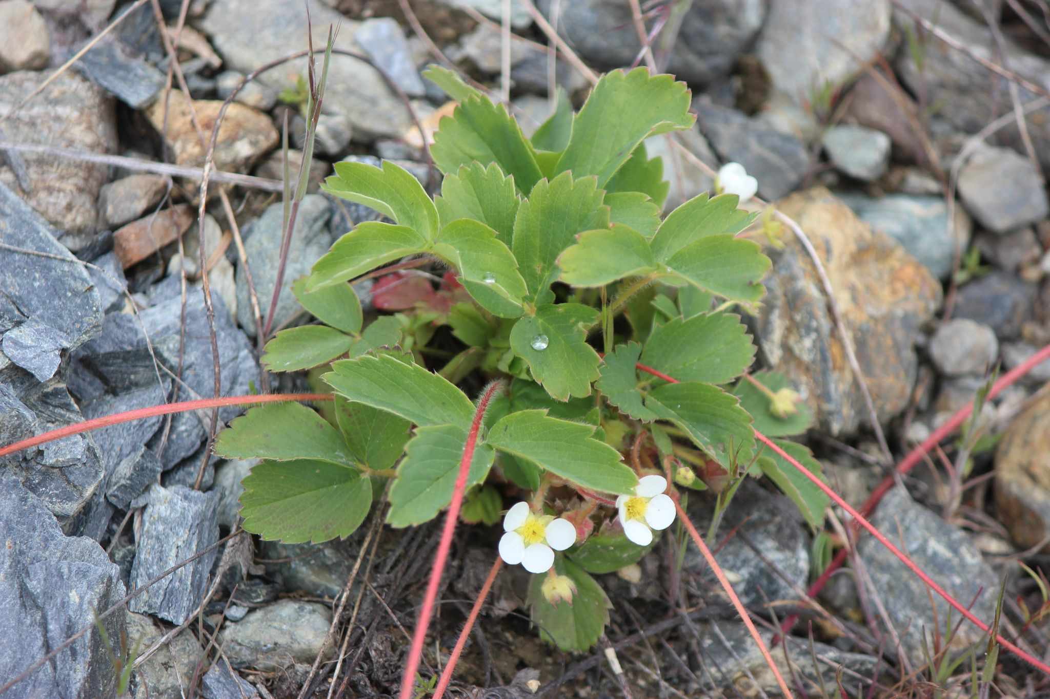Fragaria virginiana