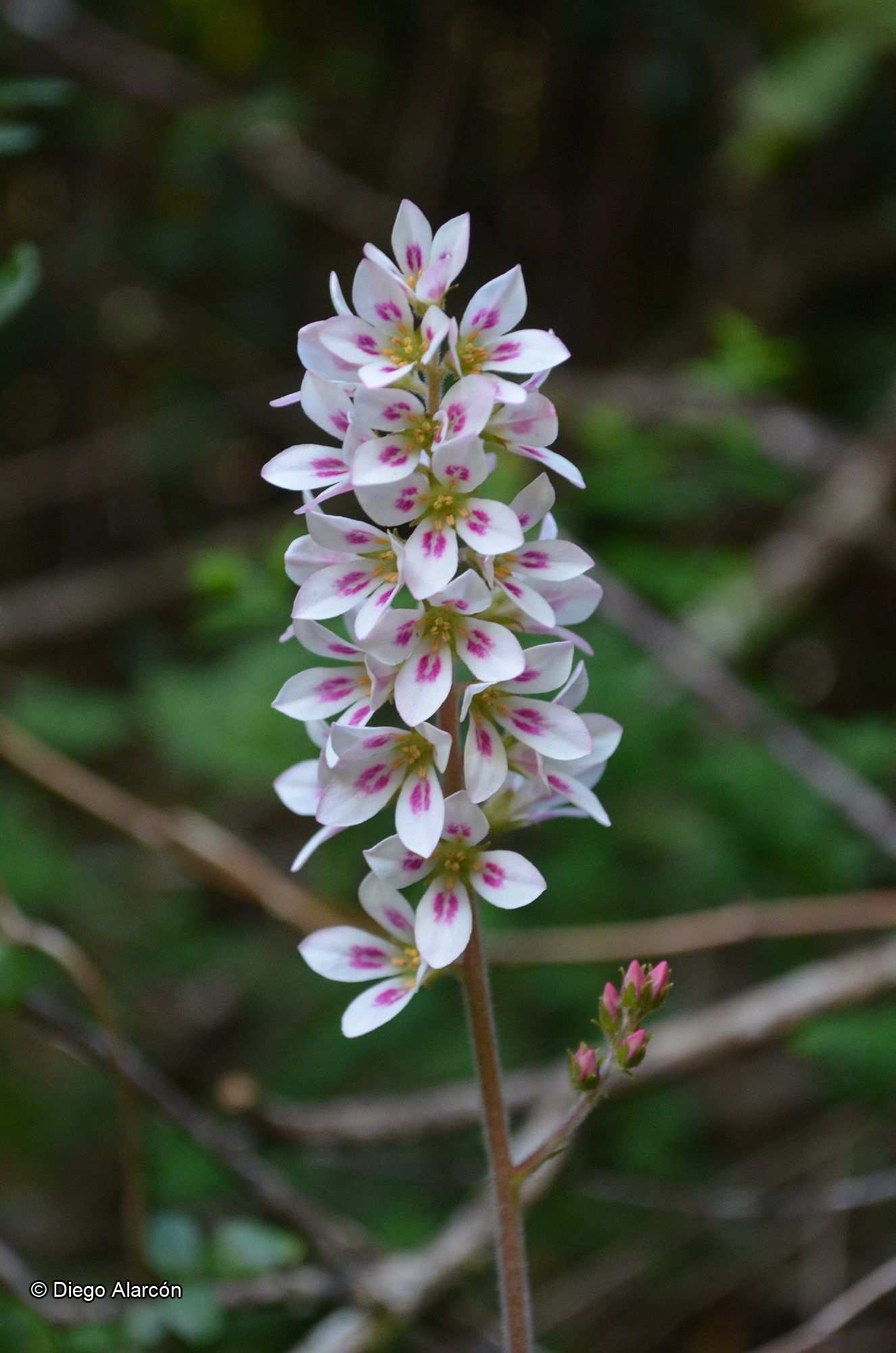 Francoa sonchifolia