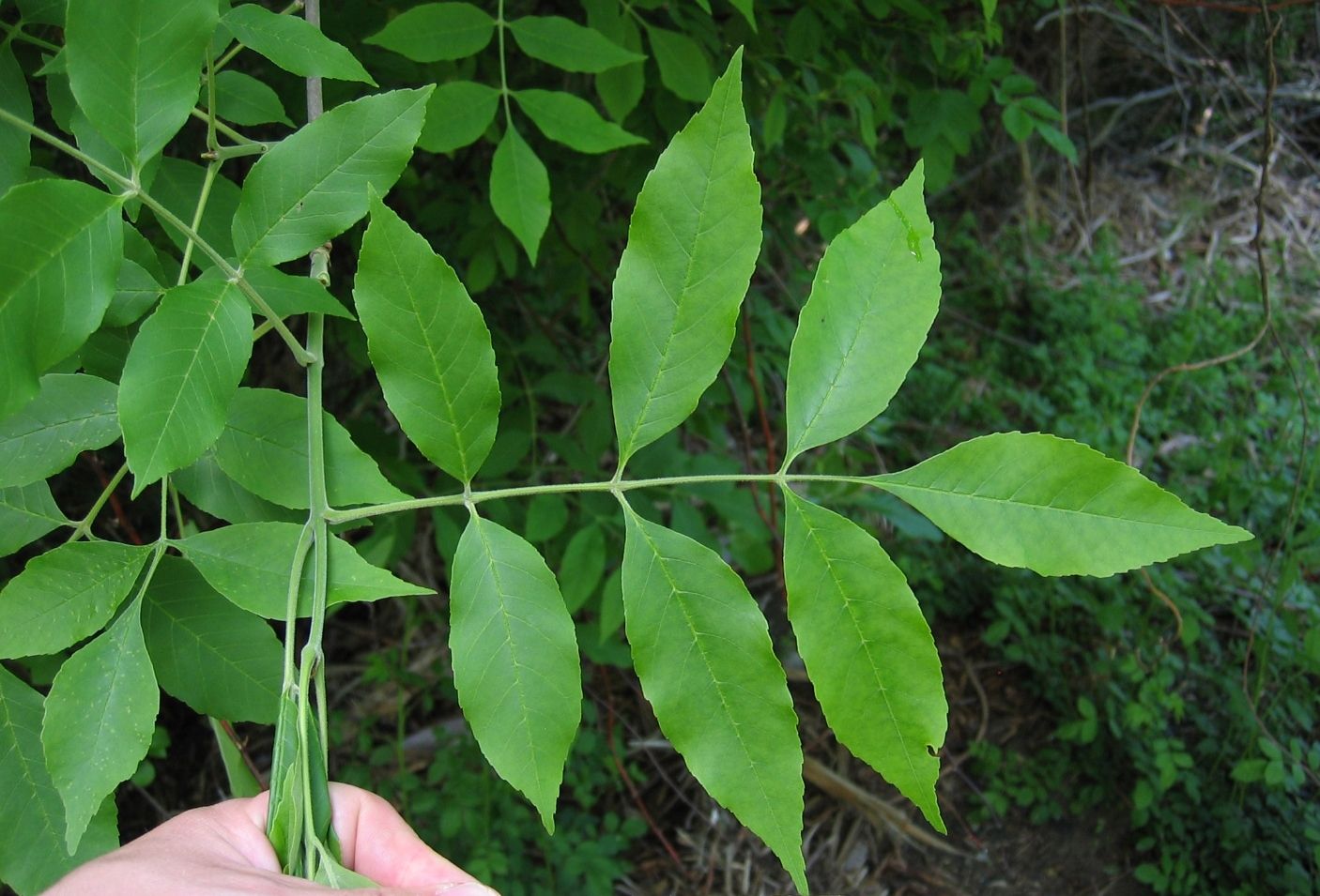 Fraxinus