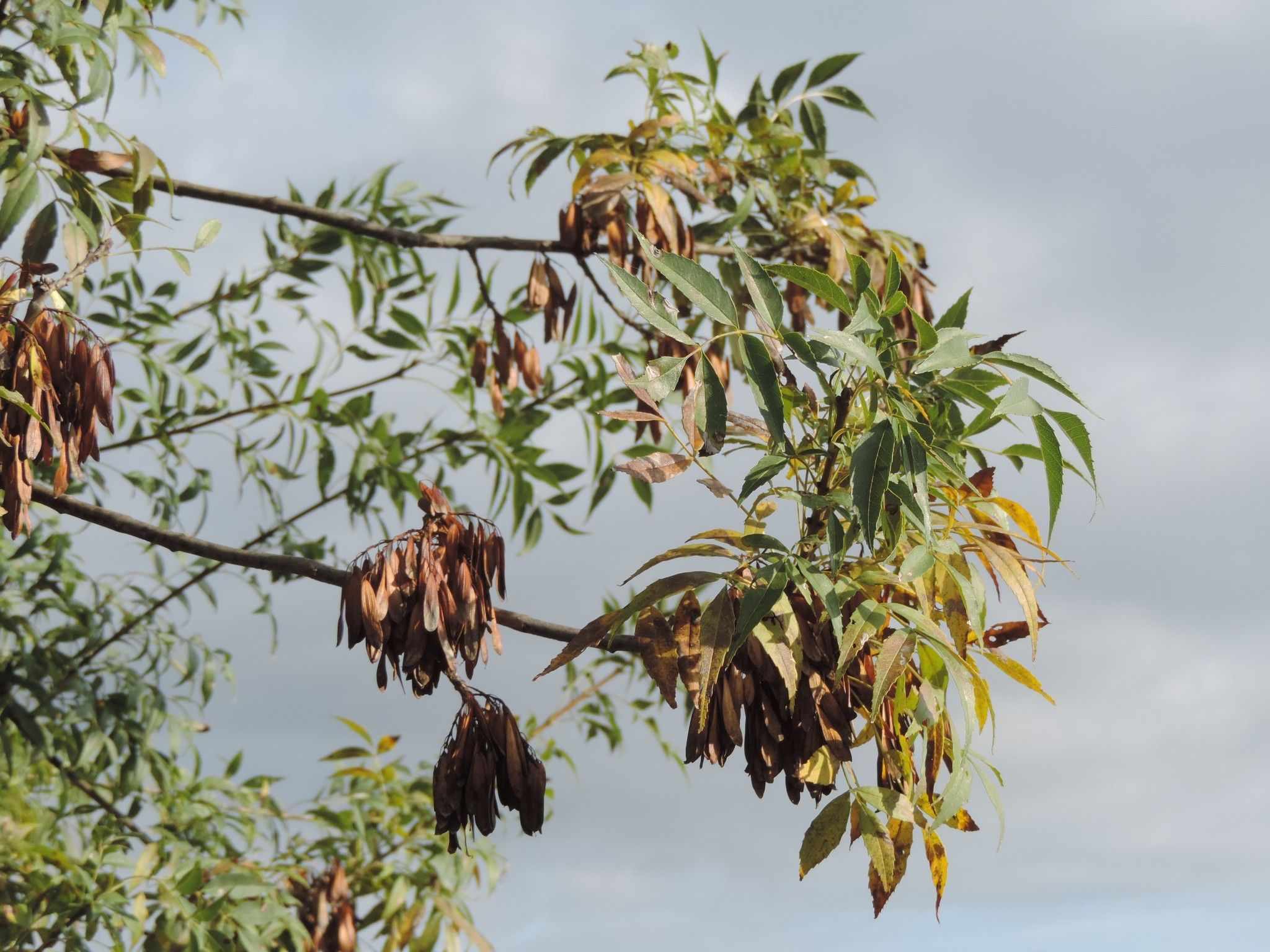 Fraxinus angustifolia