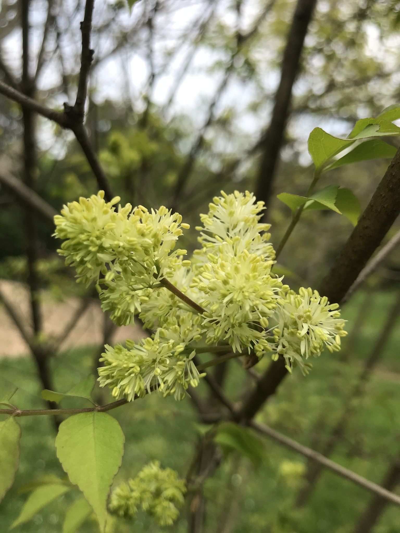 Fraxinus bungeana