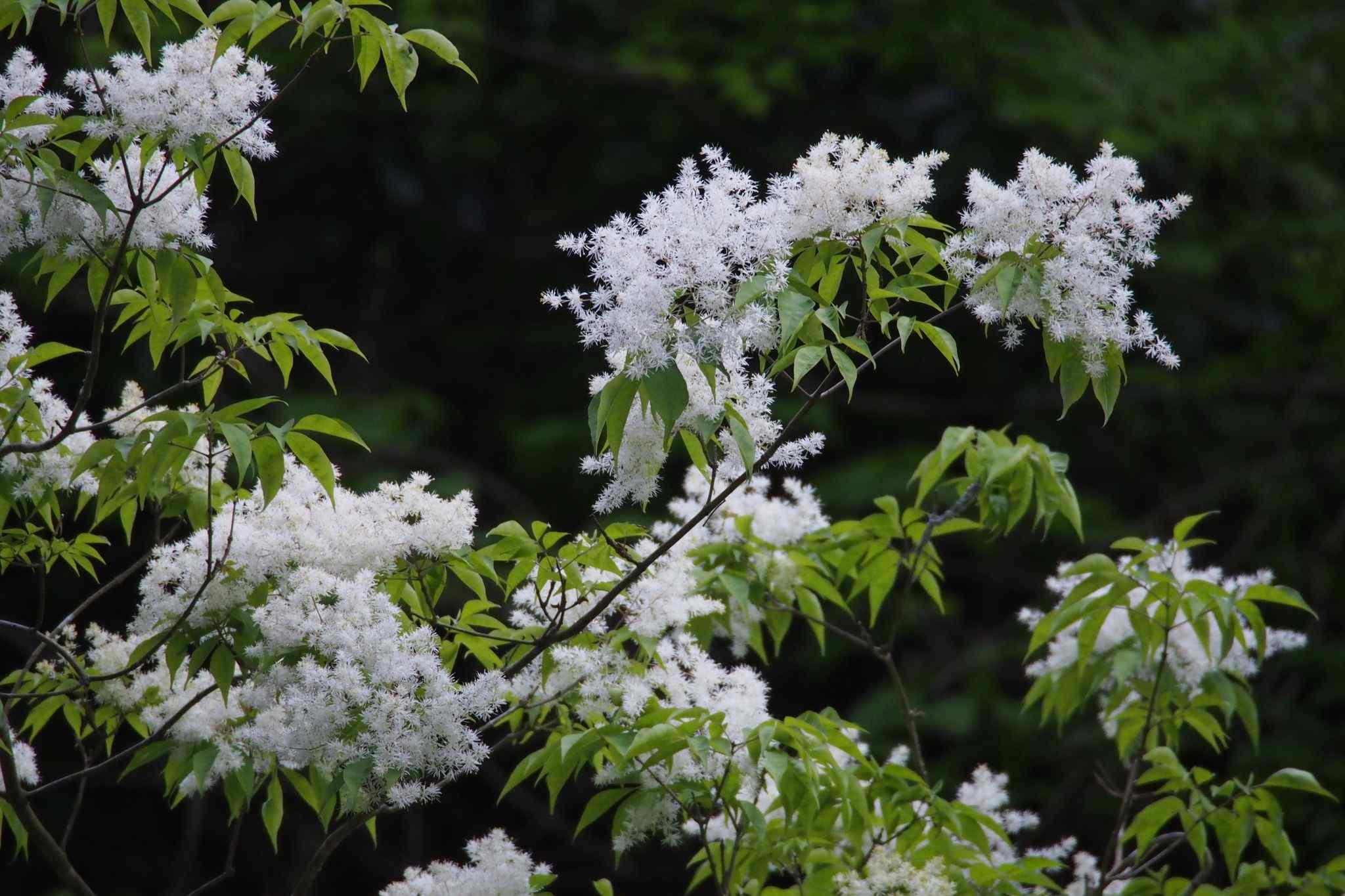 Fraxinus lanuginosa