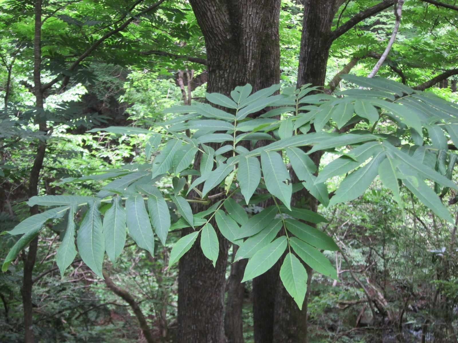 Fraxinus mandshurica