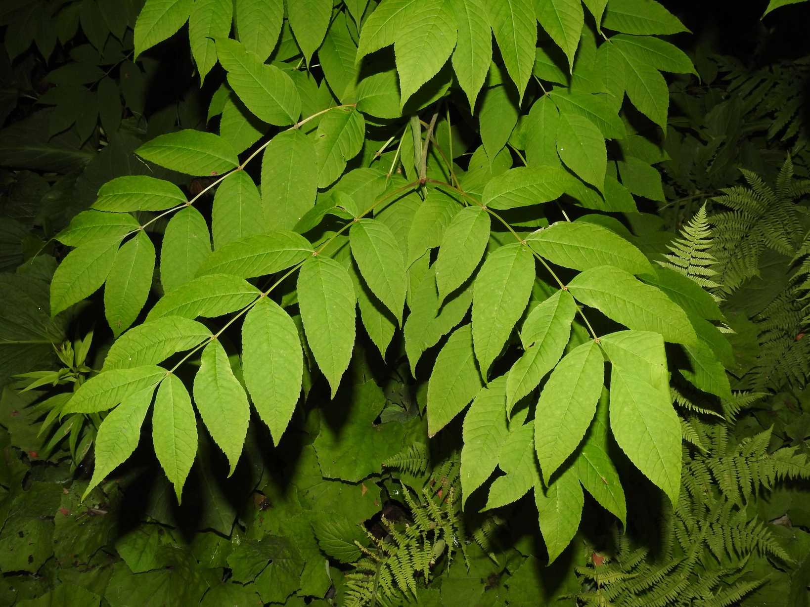 Fraxinus nigra
