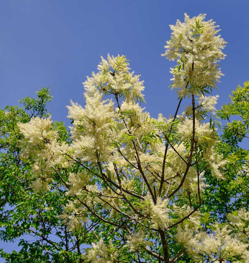 Fraxinus ornus