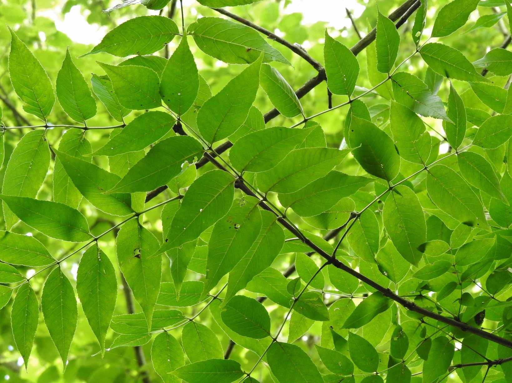 Fraxinus quadrangulata