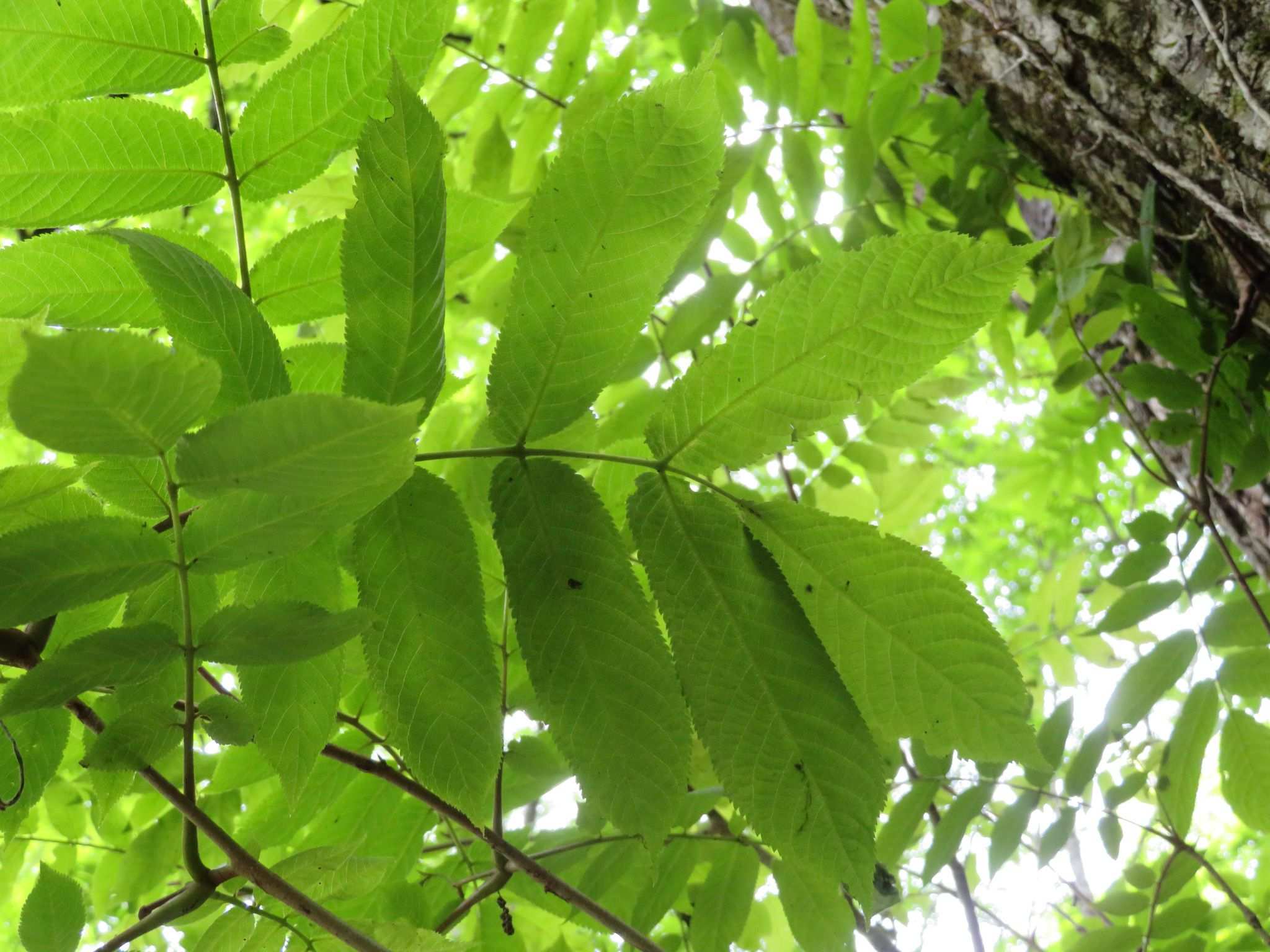 Fraxinus sp.