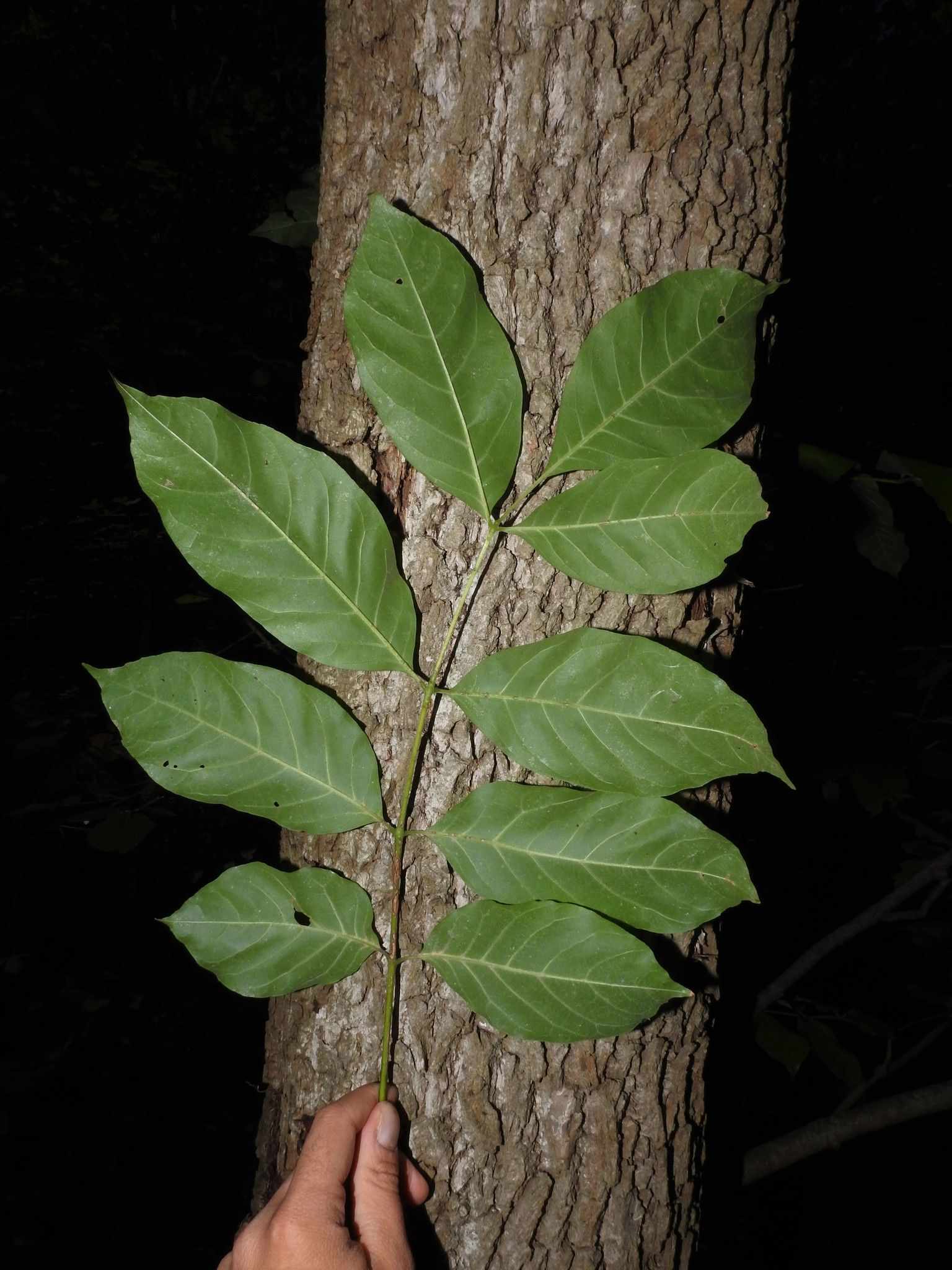 Fraxinus tomentosa