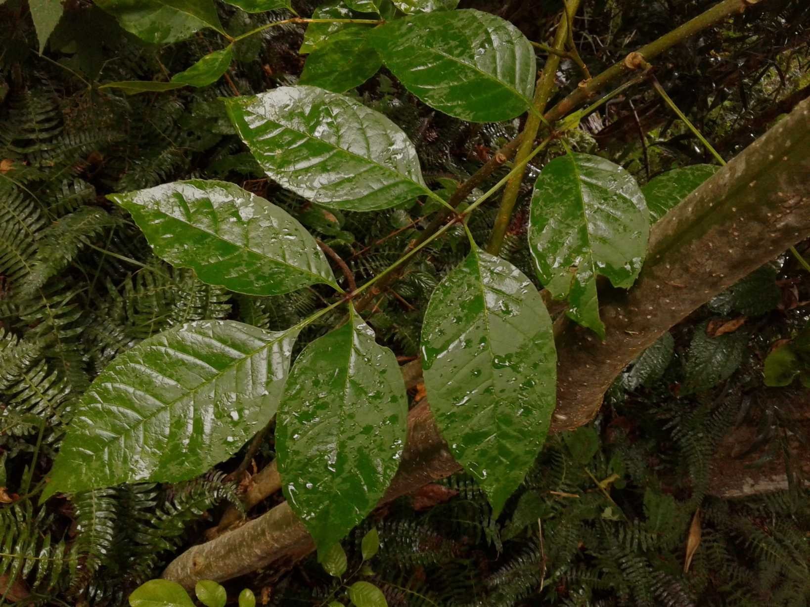 Fraxinus uhdei