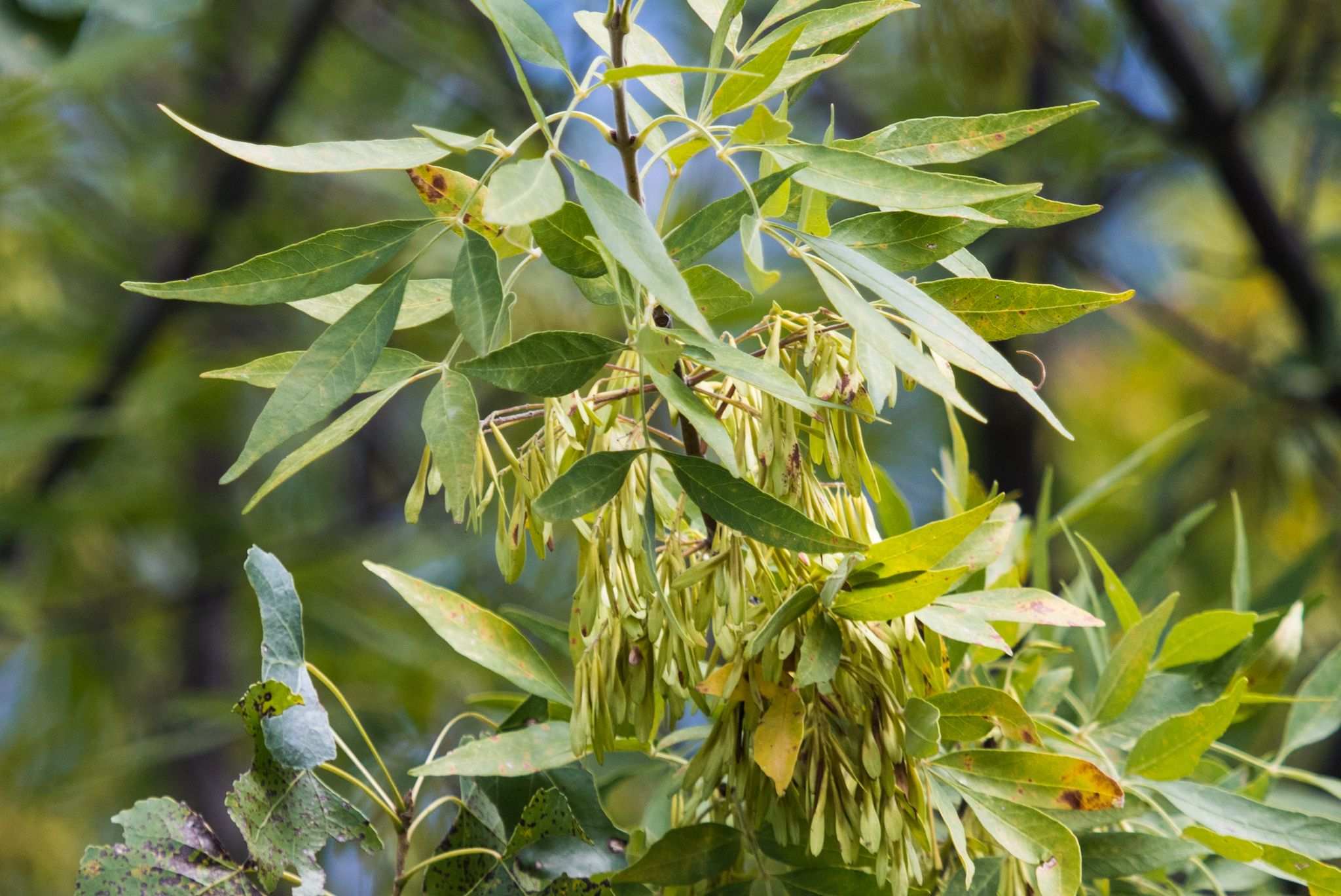 Fraxinus velutina