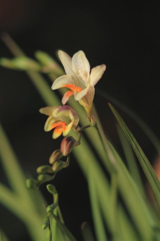 Freesia refracta
