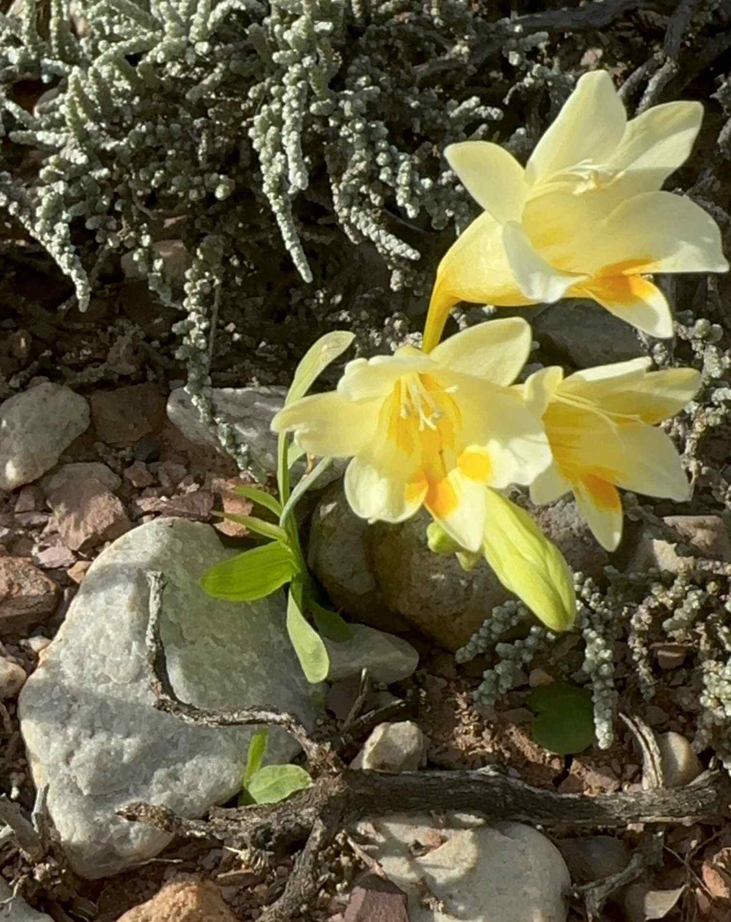 Freesia sp.