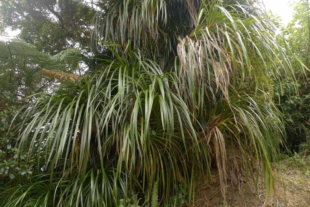 Freycinetia banksii