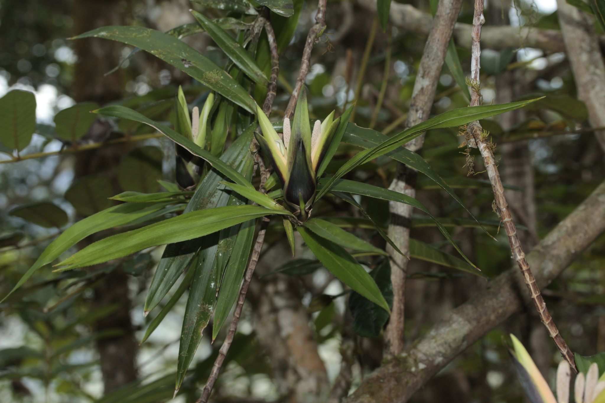 Freycinetia sp.