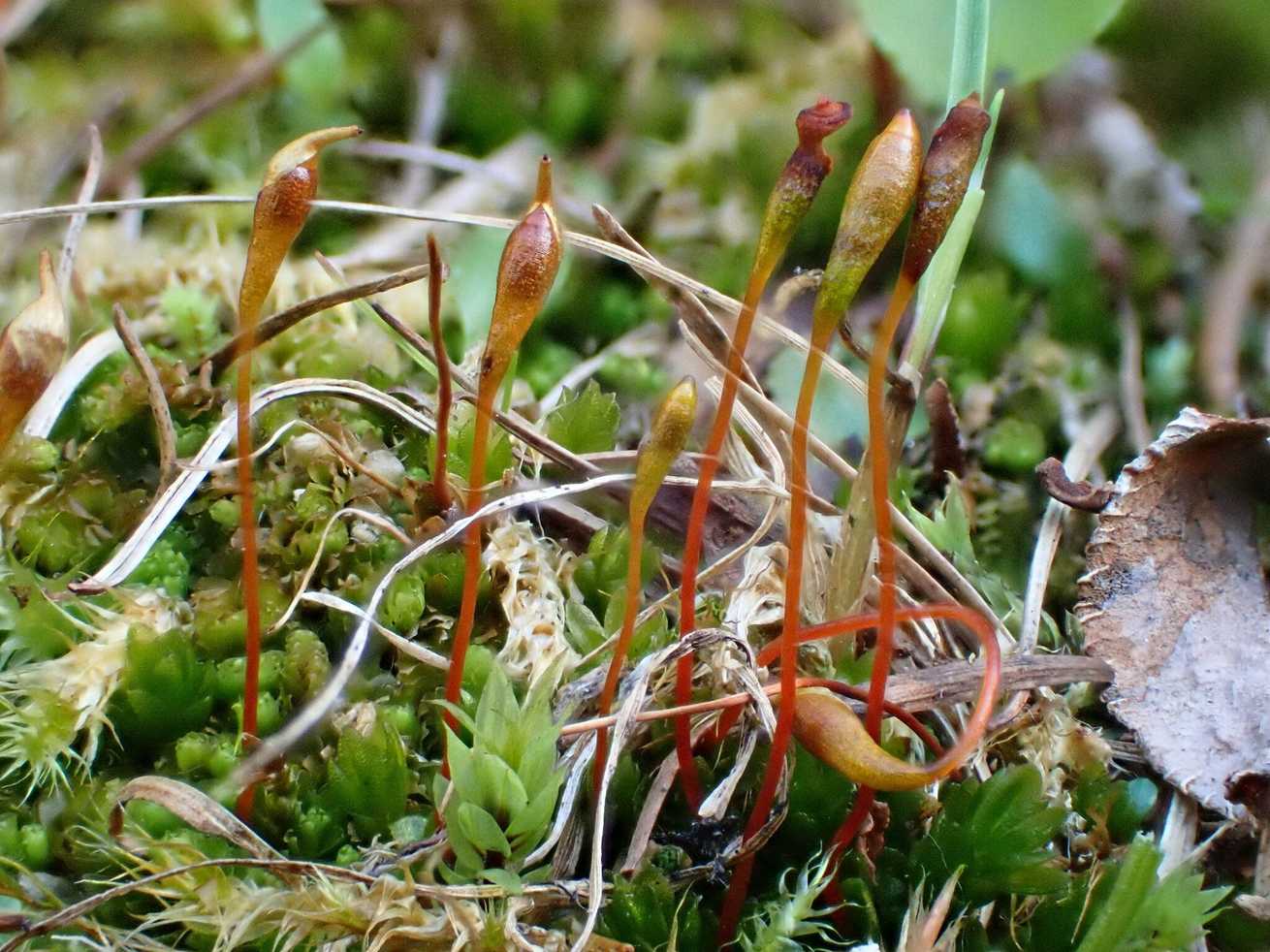 Froelichia sp.
