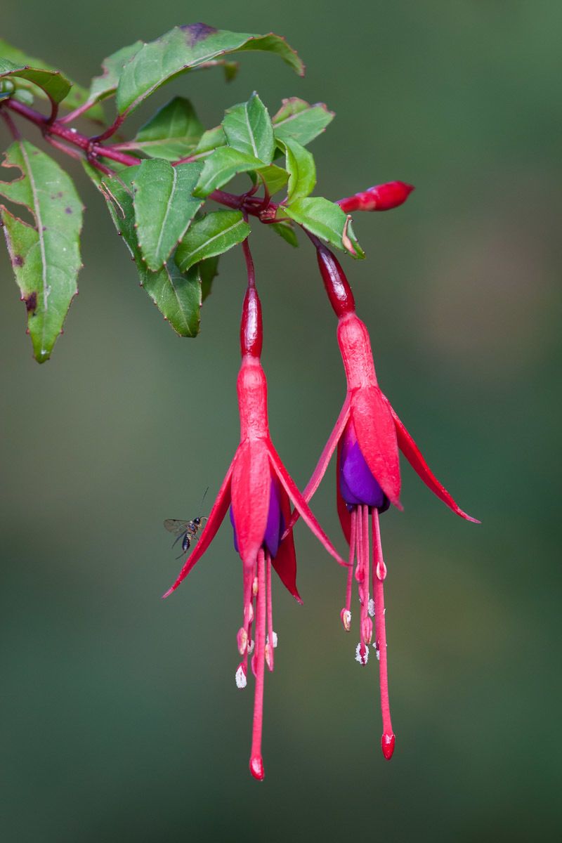 Fuchsia coccinea