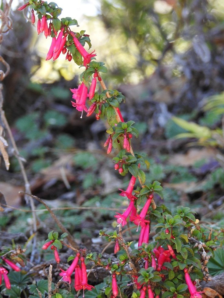 Fuchsia microphylla
