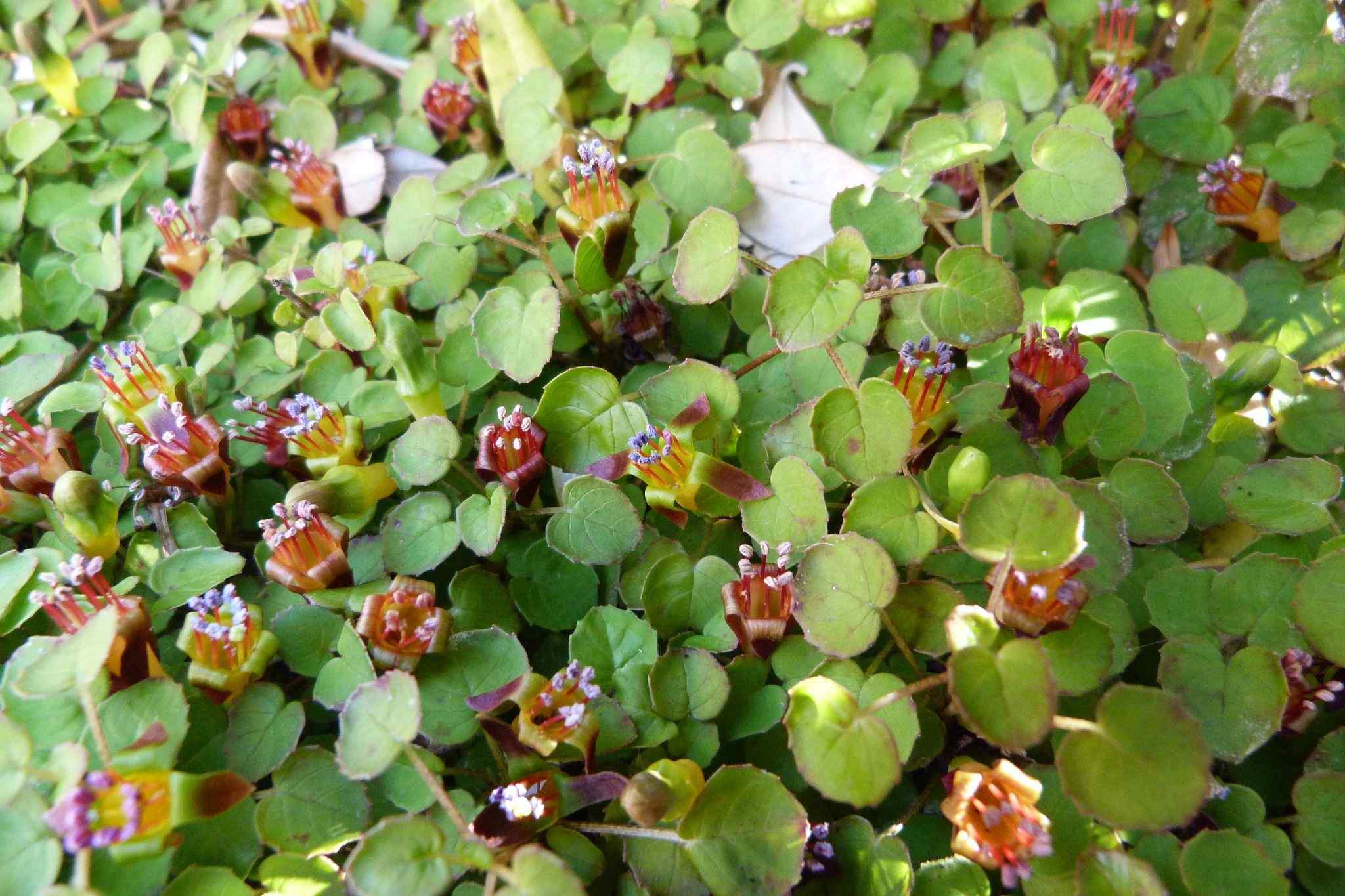 Fuchsia procumbens