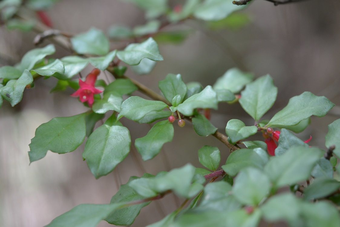 Fuchsia thymifolia