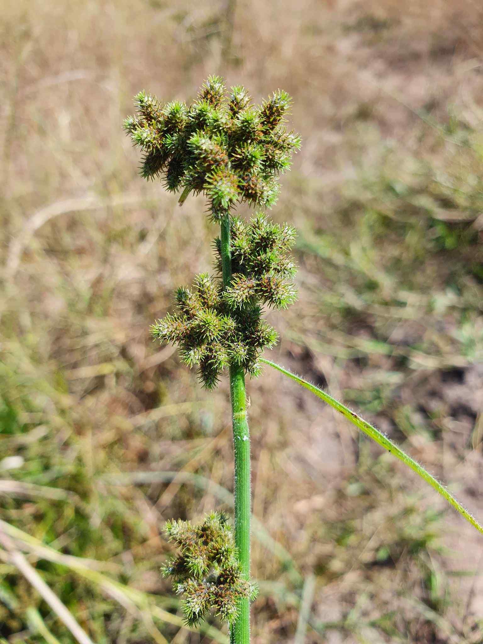 Fuirena ciliaris