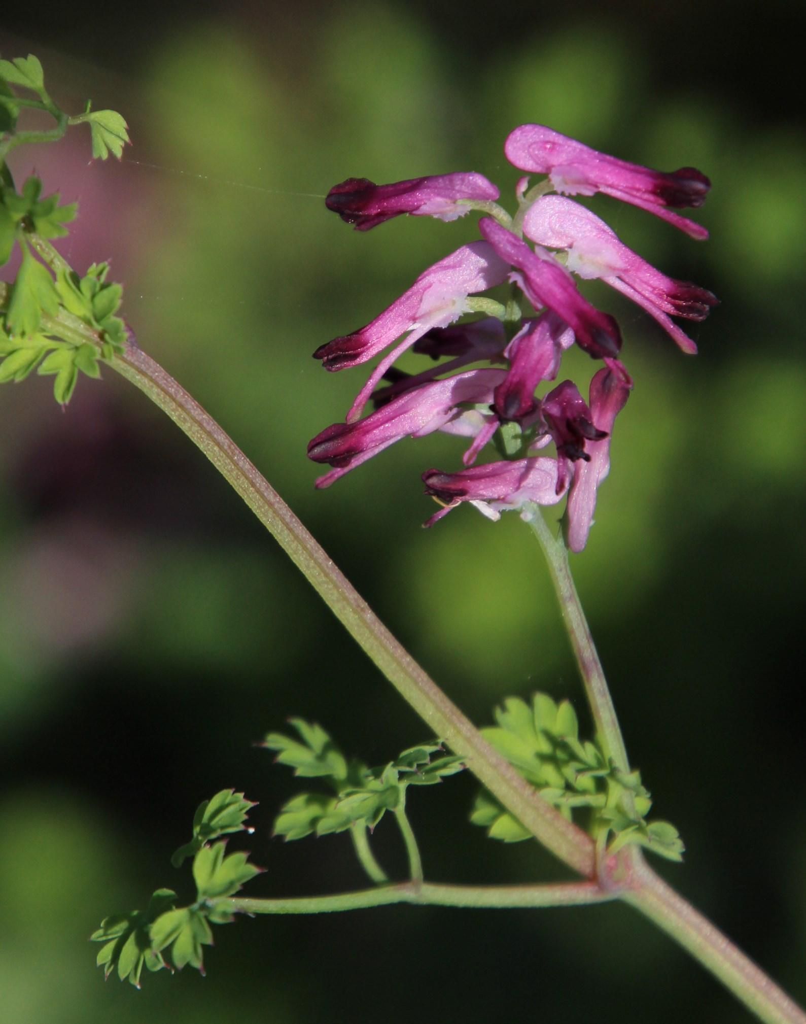 Fumaria muralis