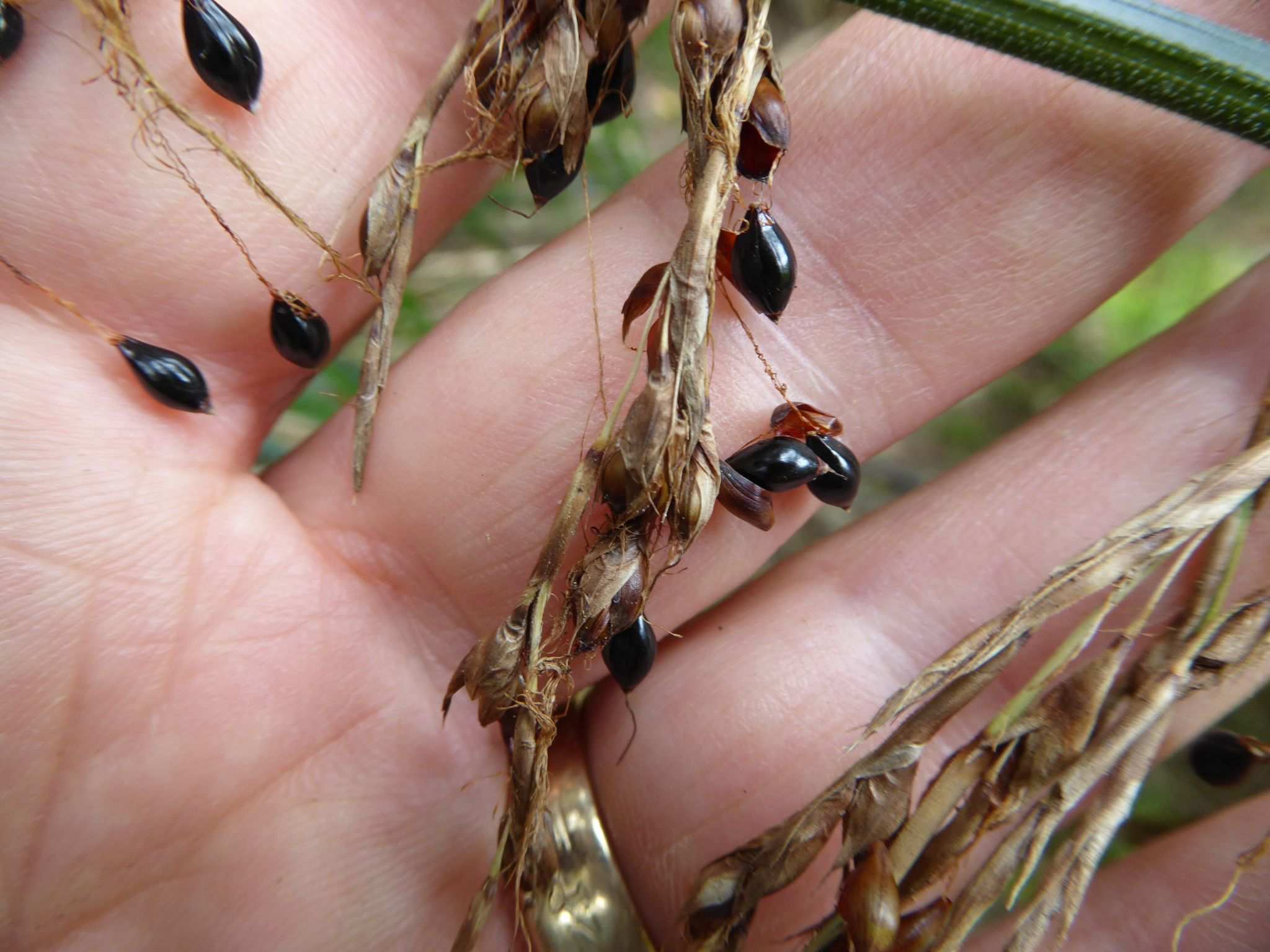 Gahnia xanthocarpa