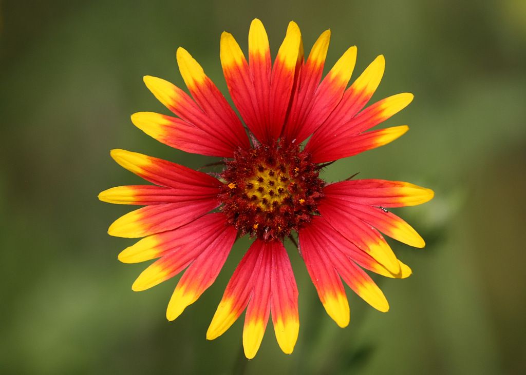 Gaillardia pulchella