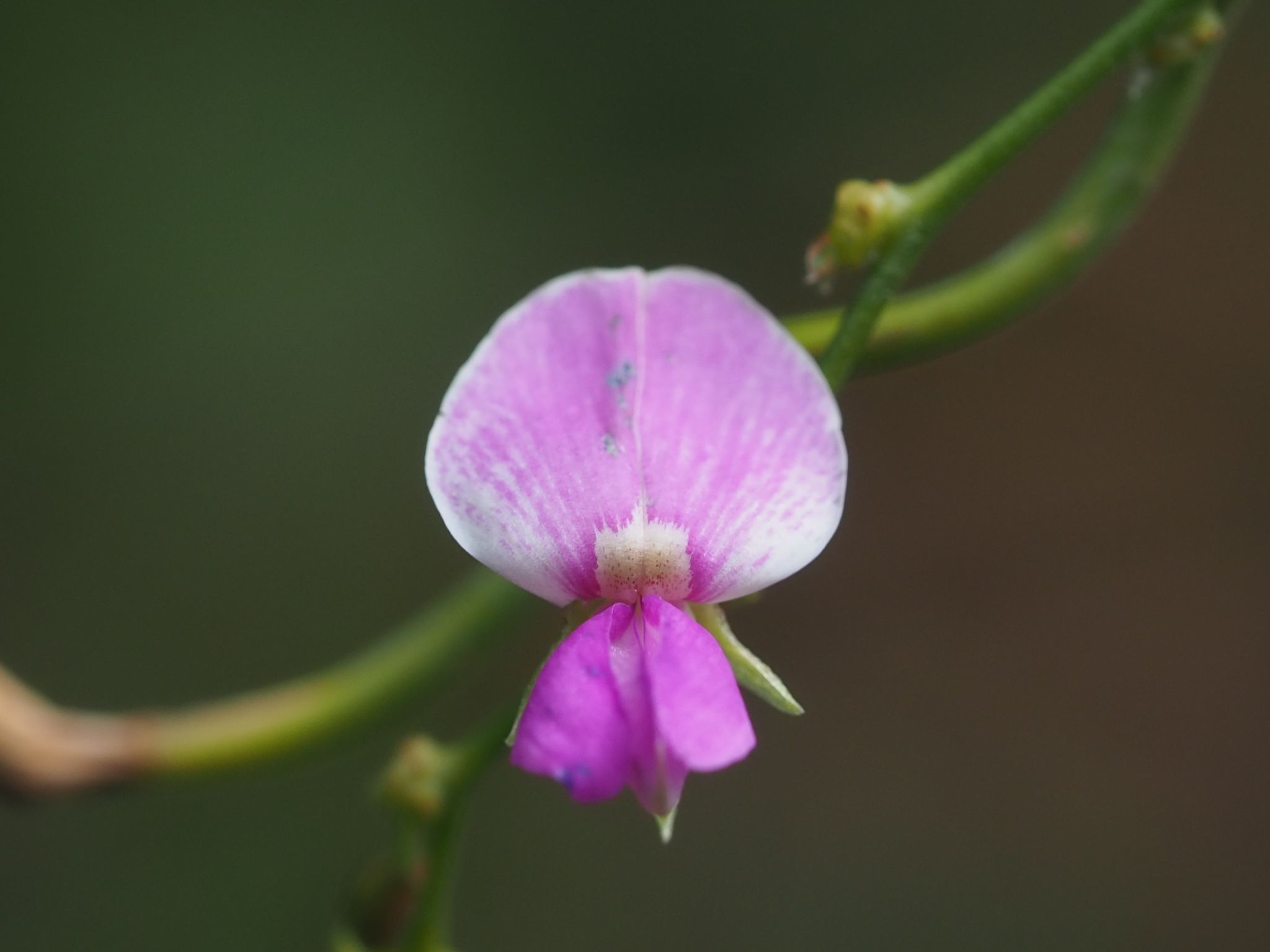Galactia tenuiflora