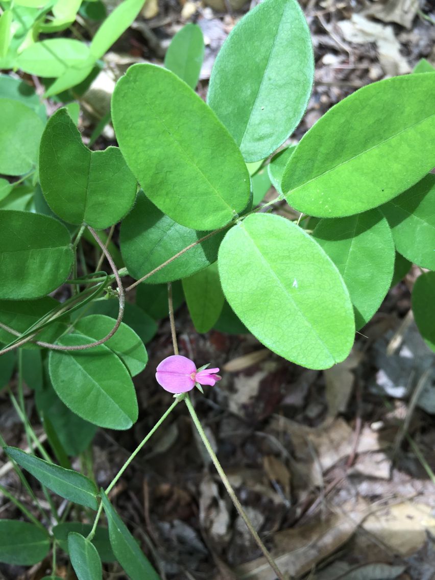Galactia volubilis