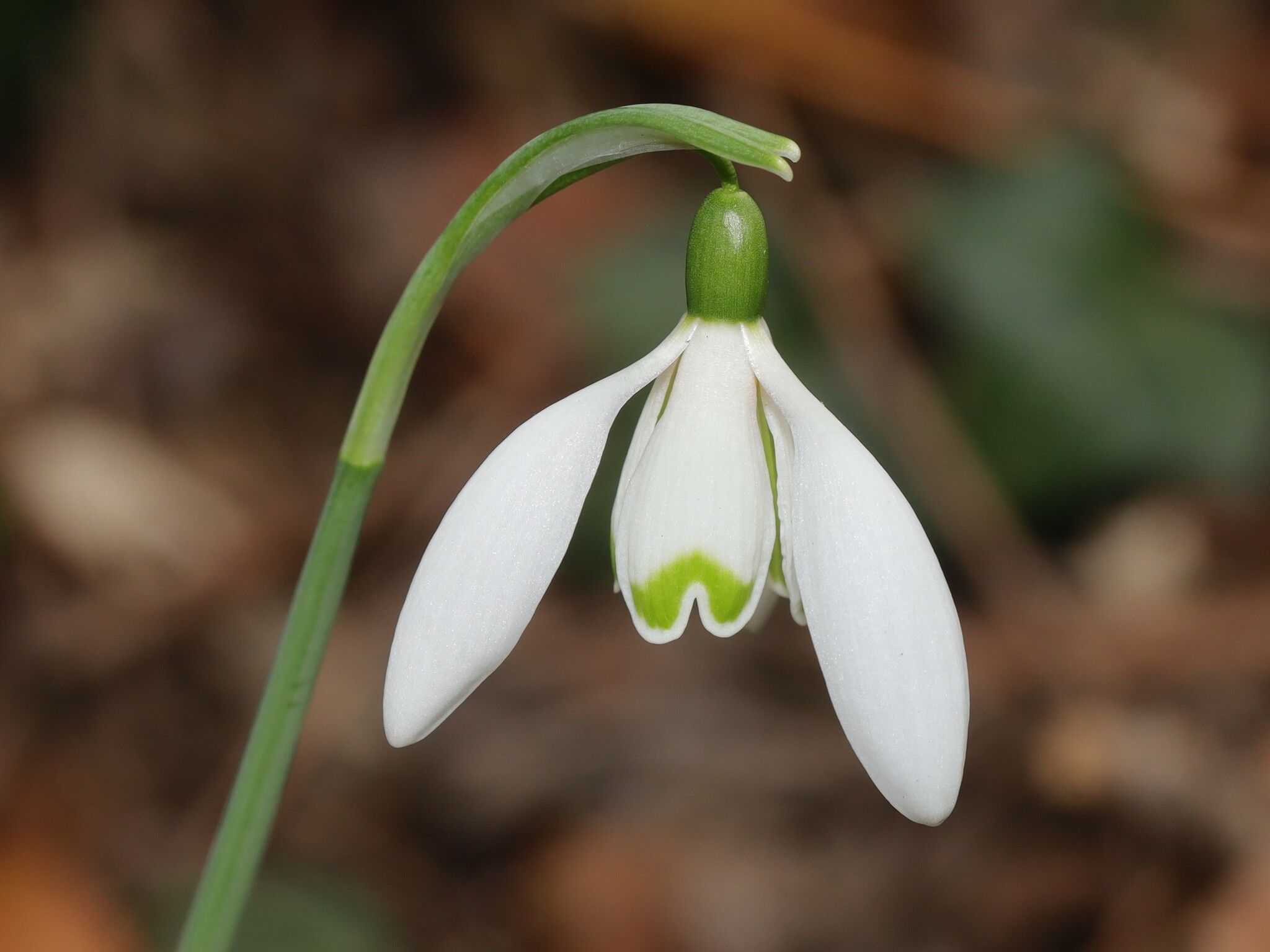Galanthus nivalis
