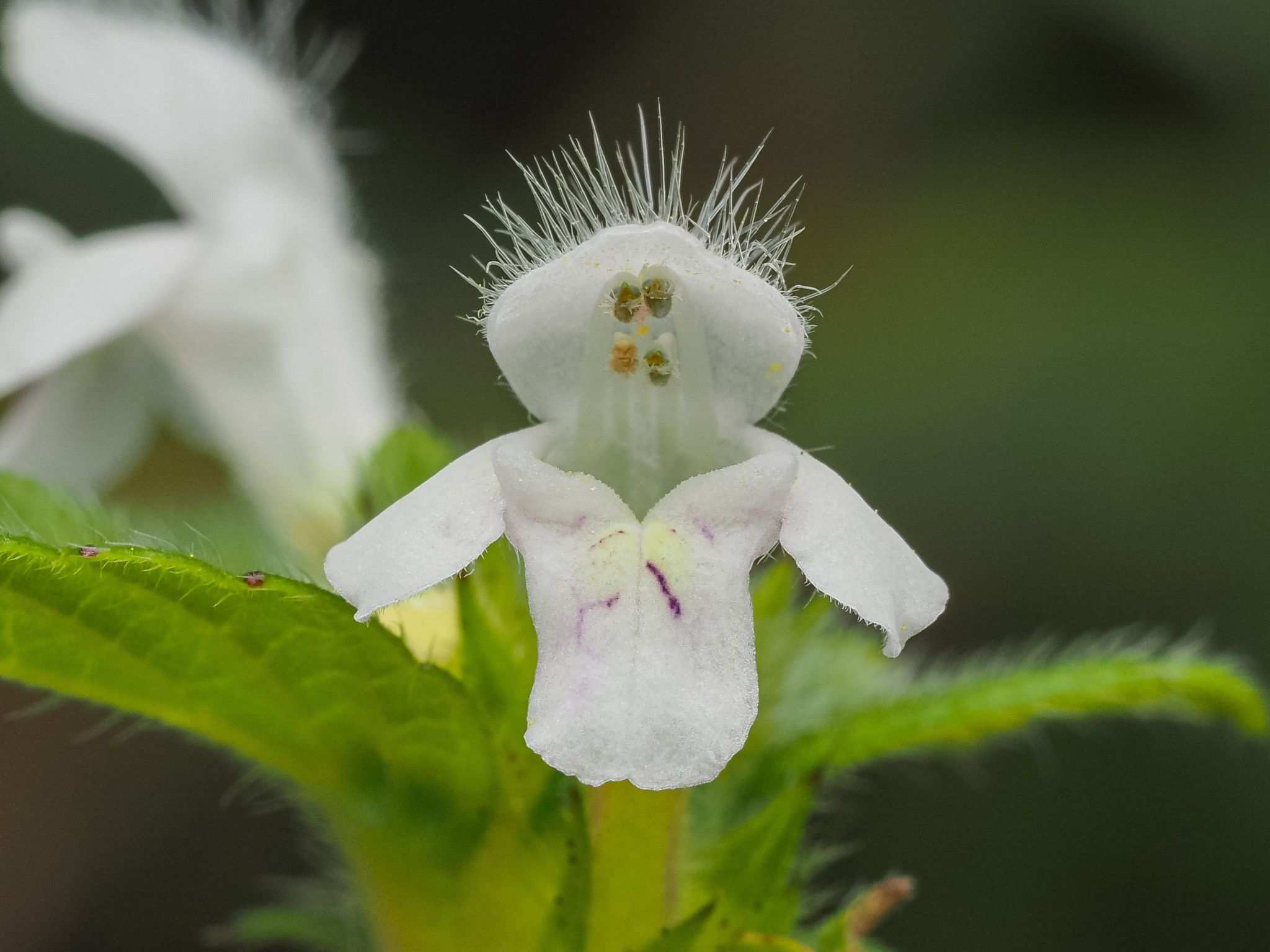 Galeopsis tetrahit