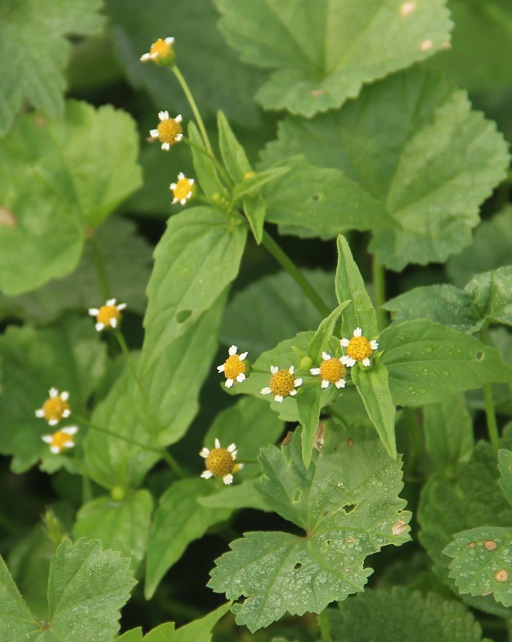 Galinsoga parviflora
