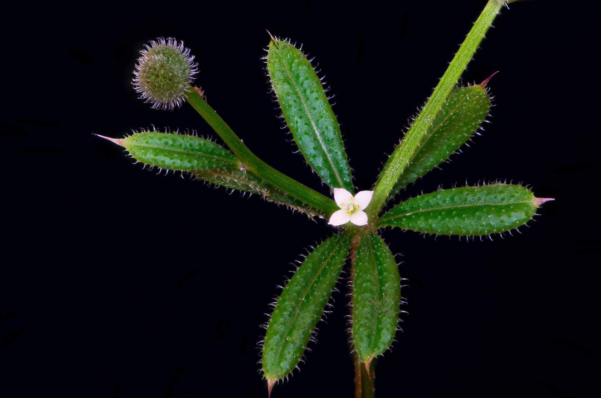 Galium aparine