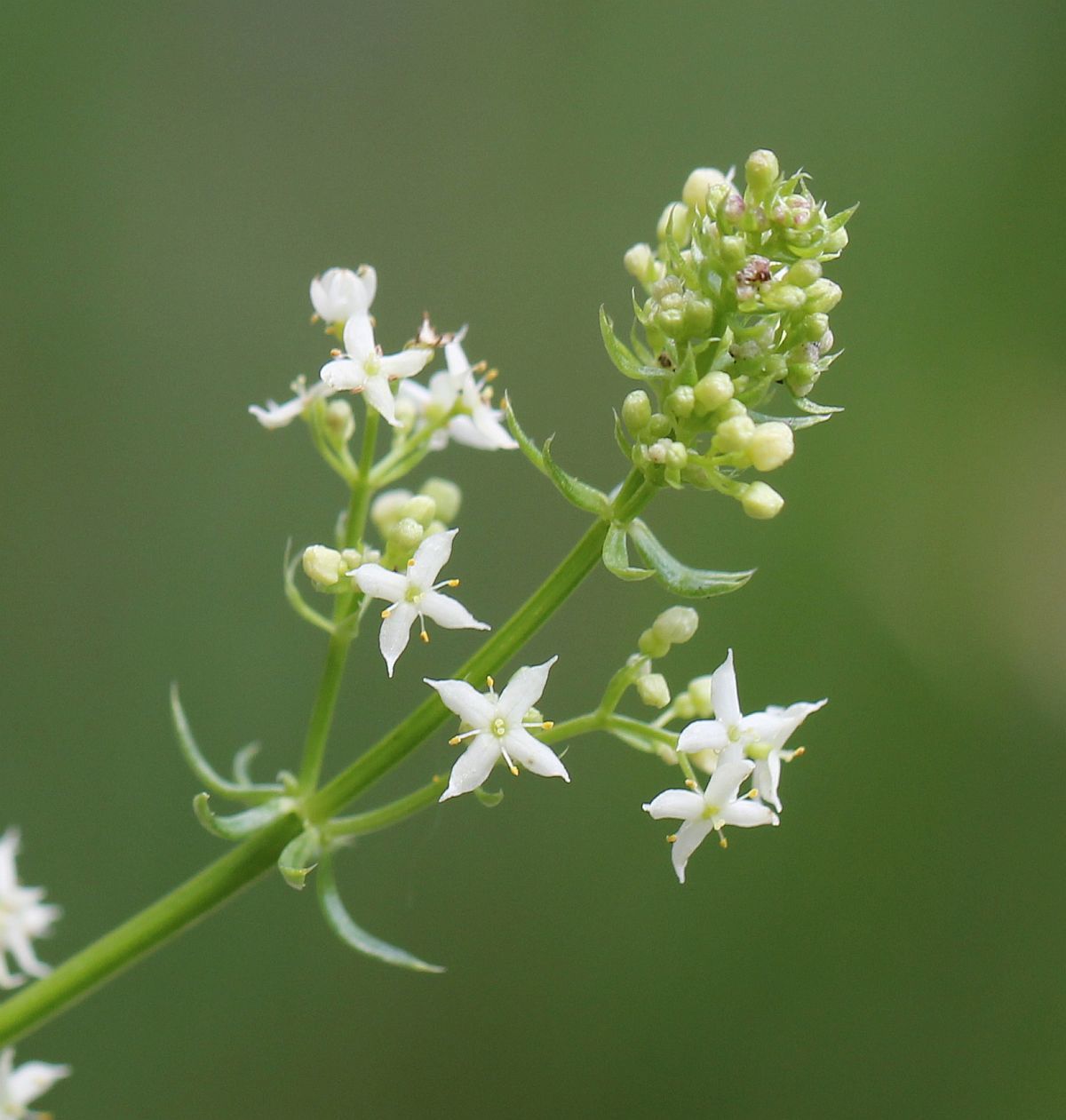 Galium lucidum