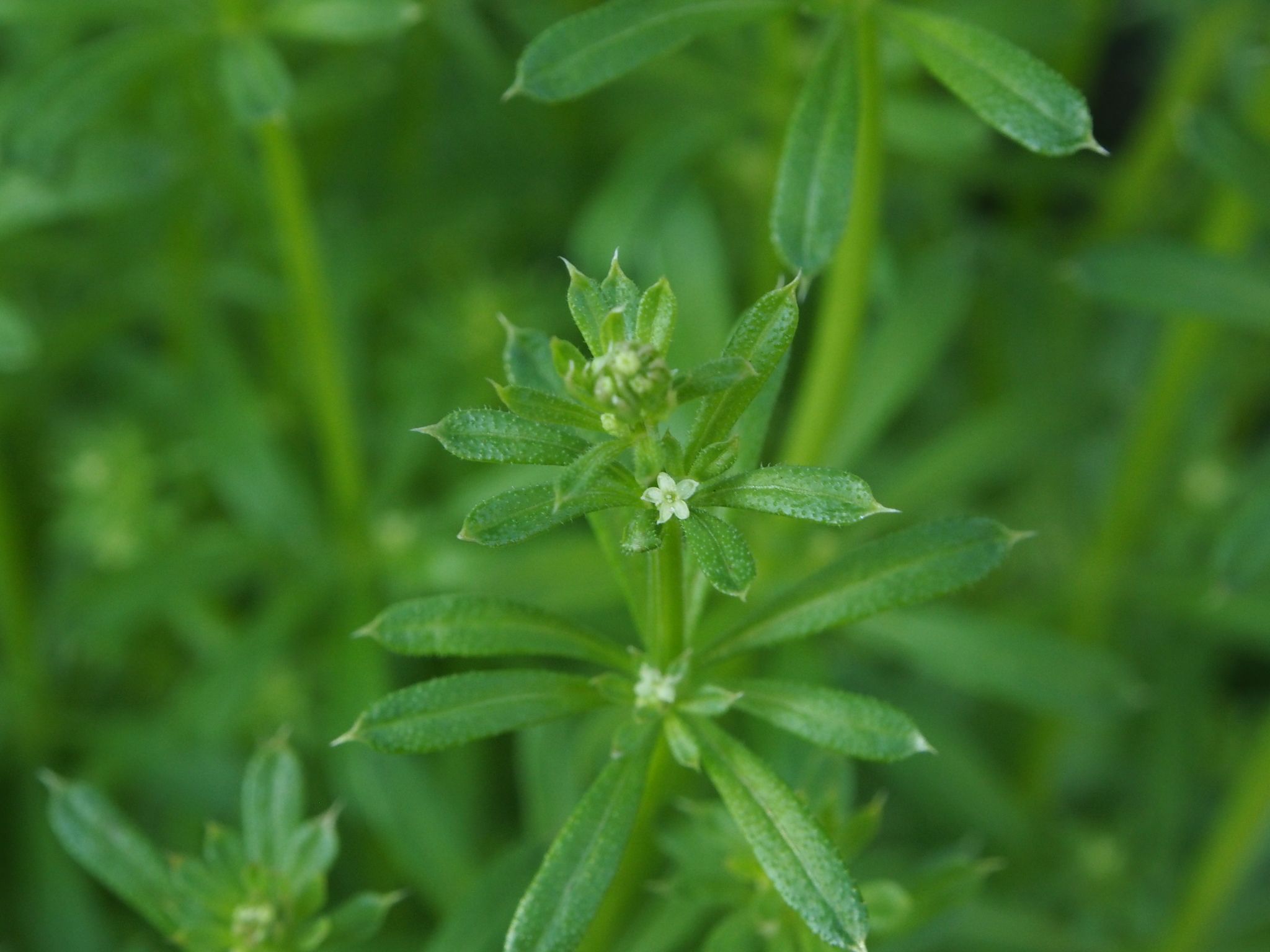 Galium spurium