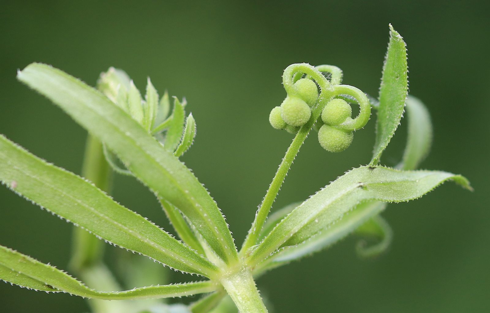 Galium tricornutum