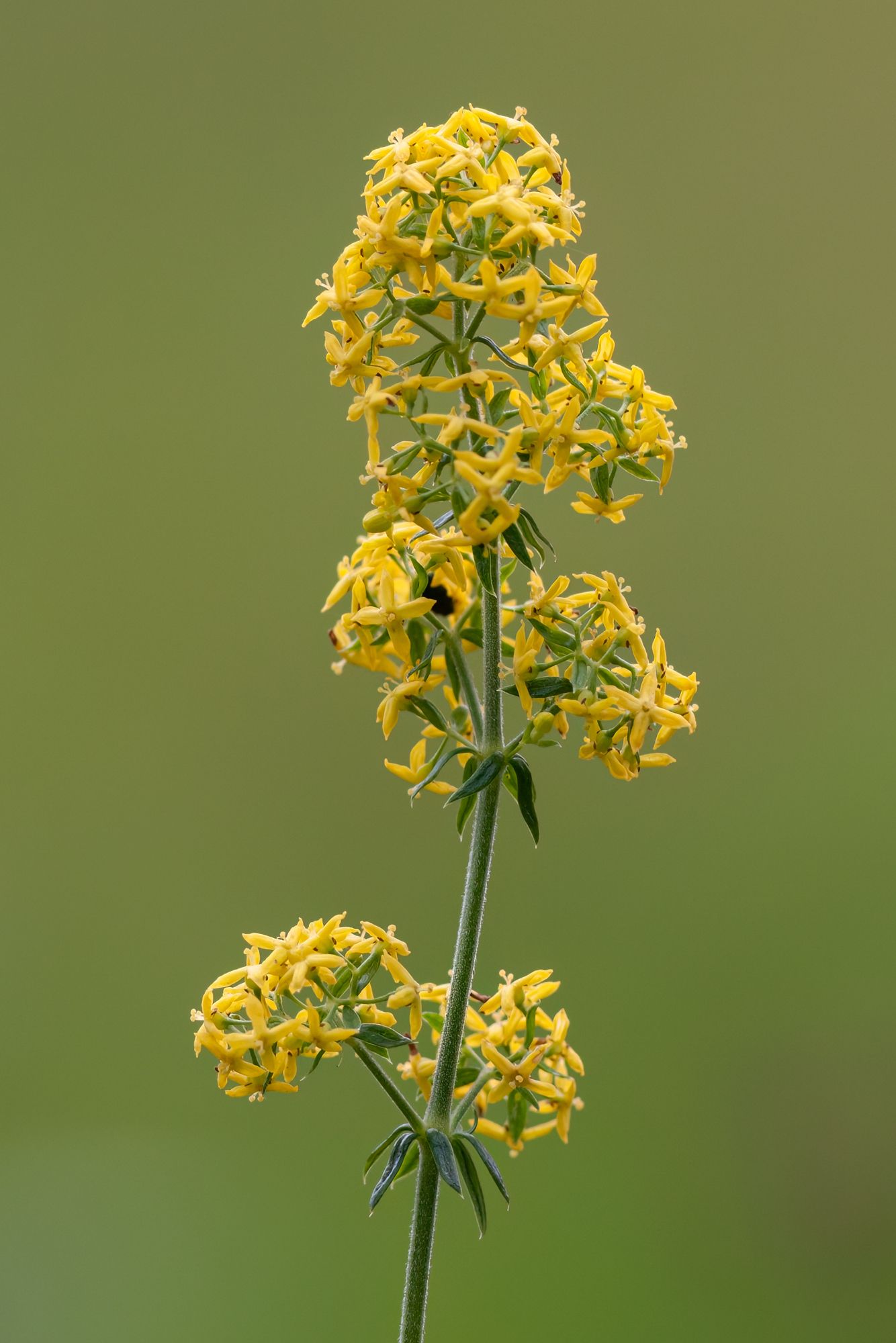 Galium verum