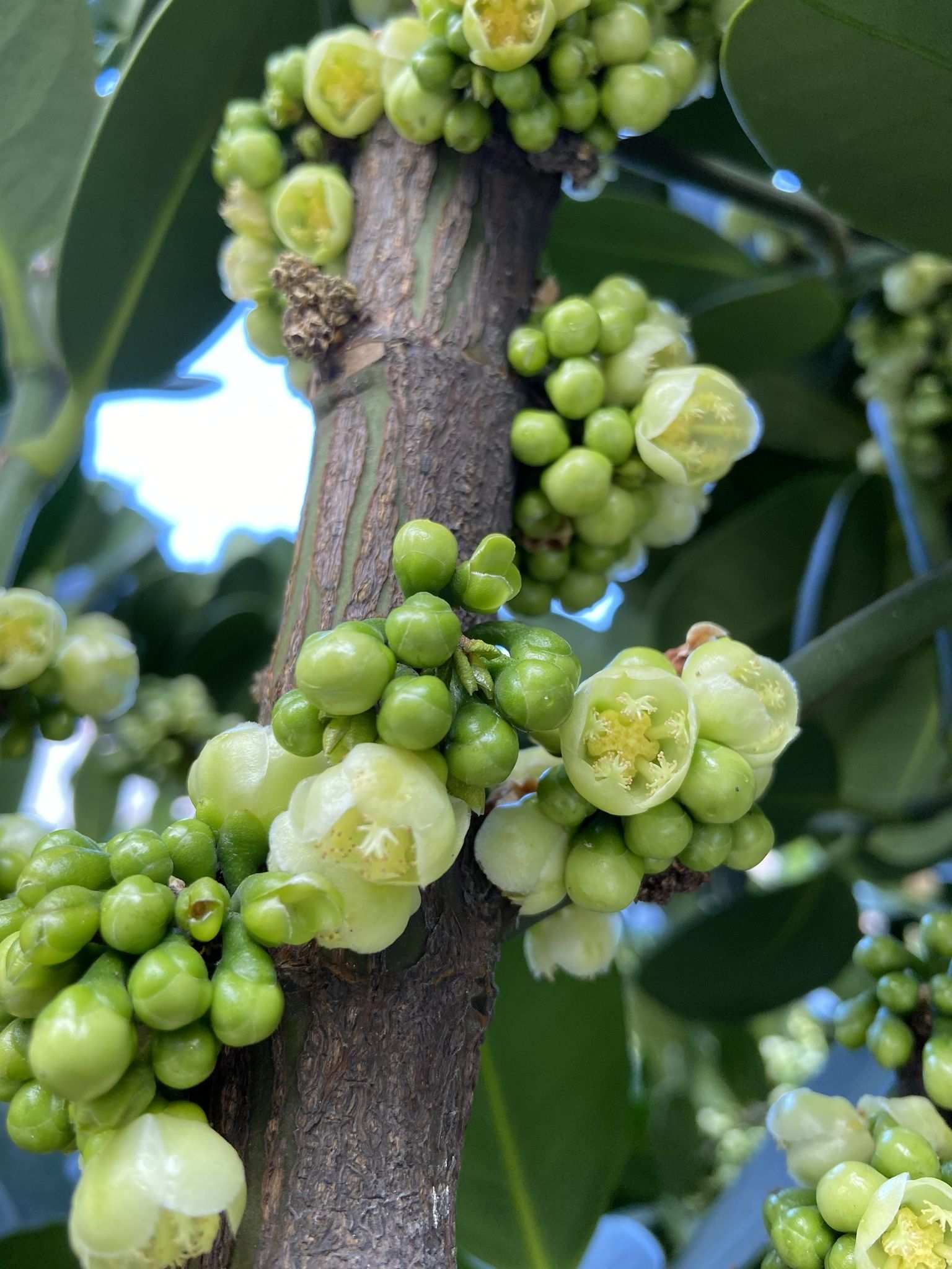 Garcinia