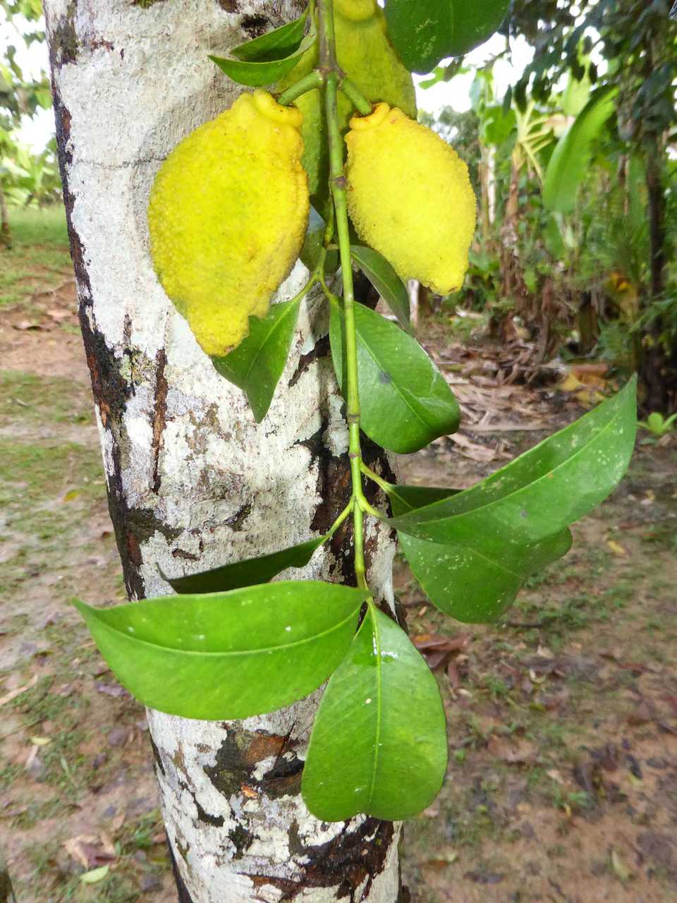 Garcinia acuminata