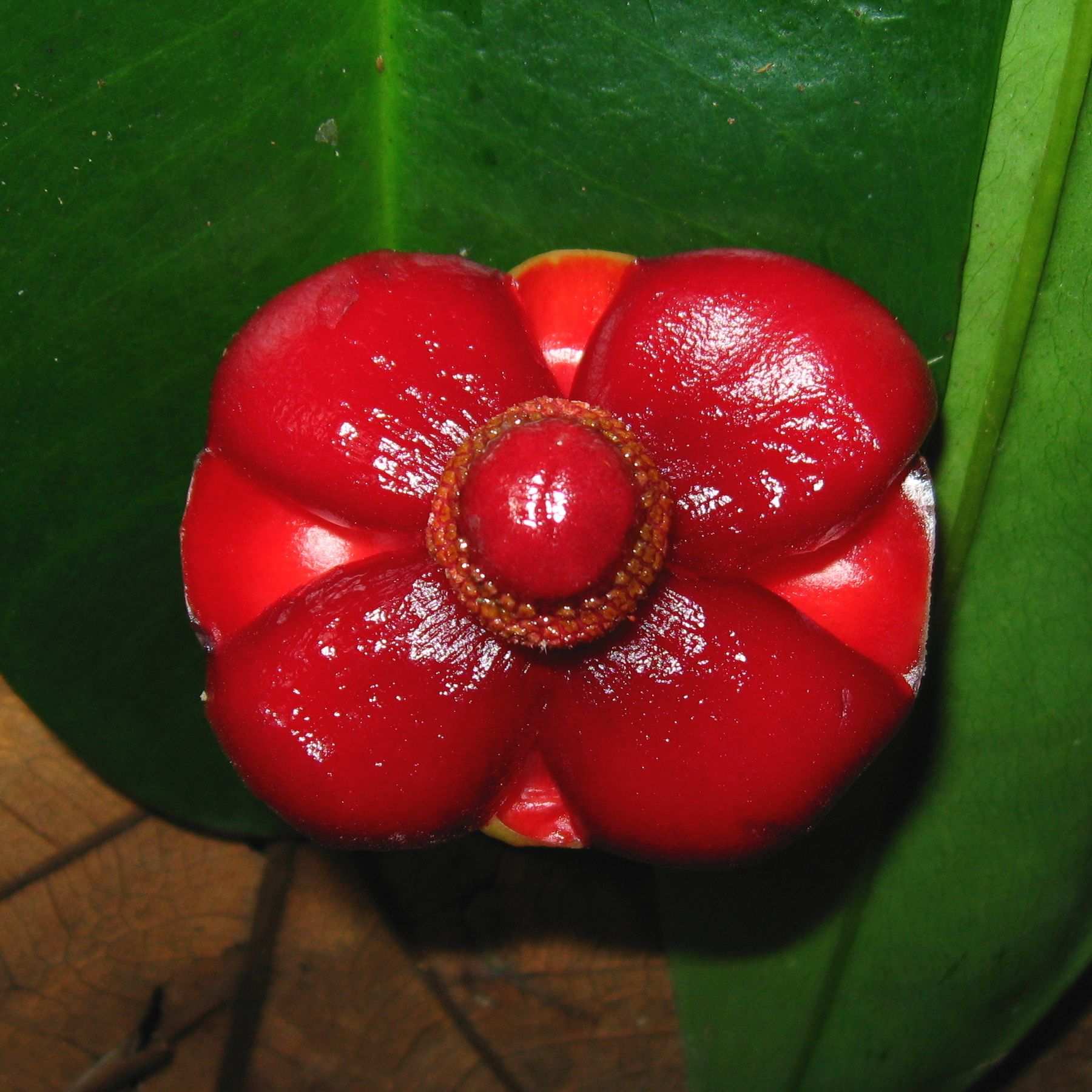 Garcinia atroviridis