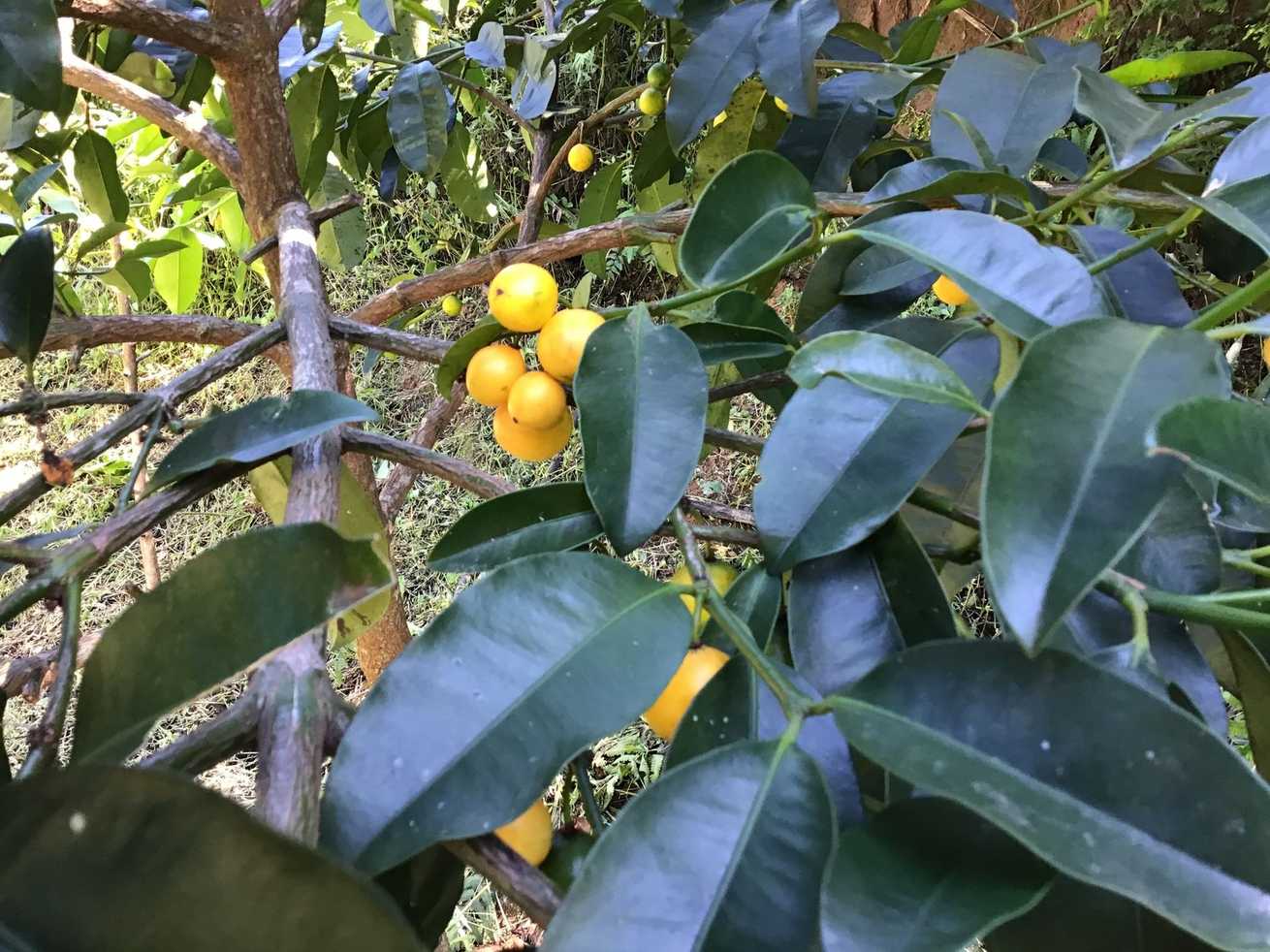 Garcinia brasiliensis
