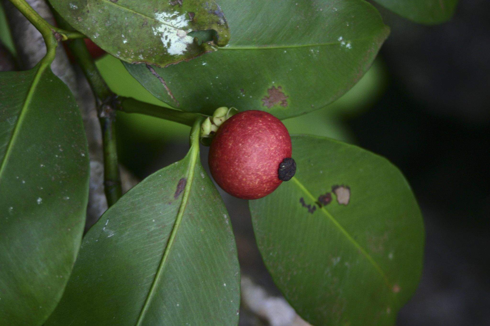 Garcinia celebica