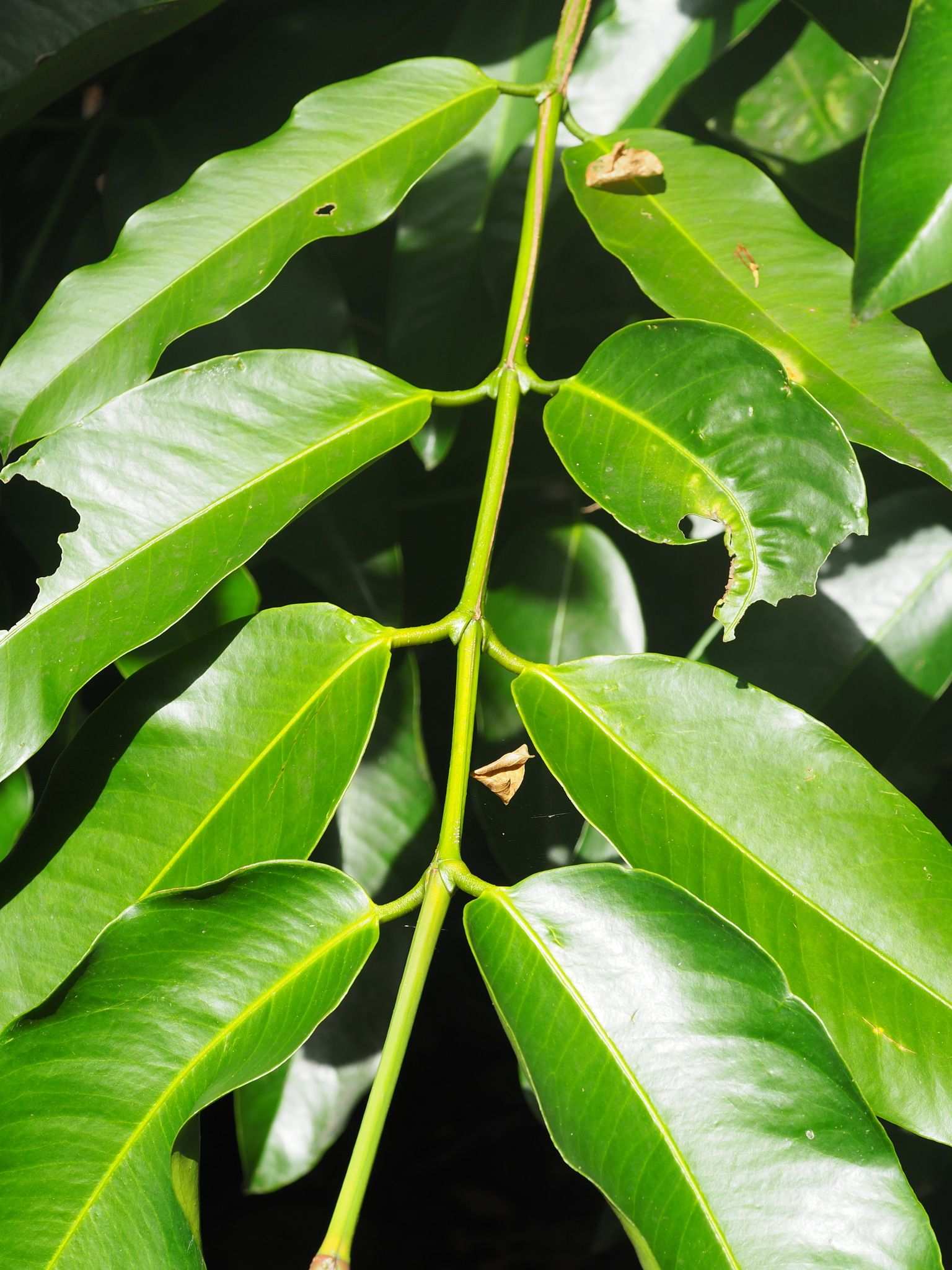 Garcinia dulcis